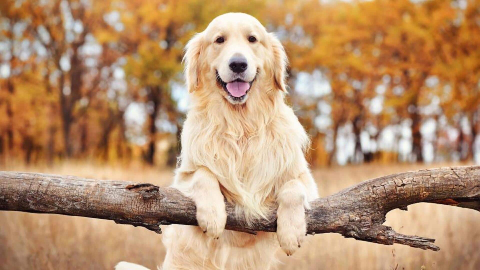 Some dogs can learn new words just by overhearing you!