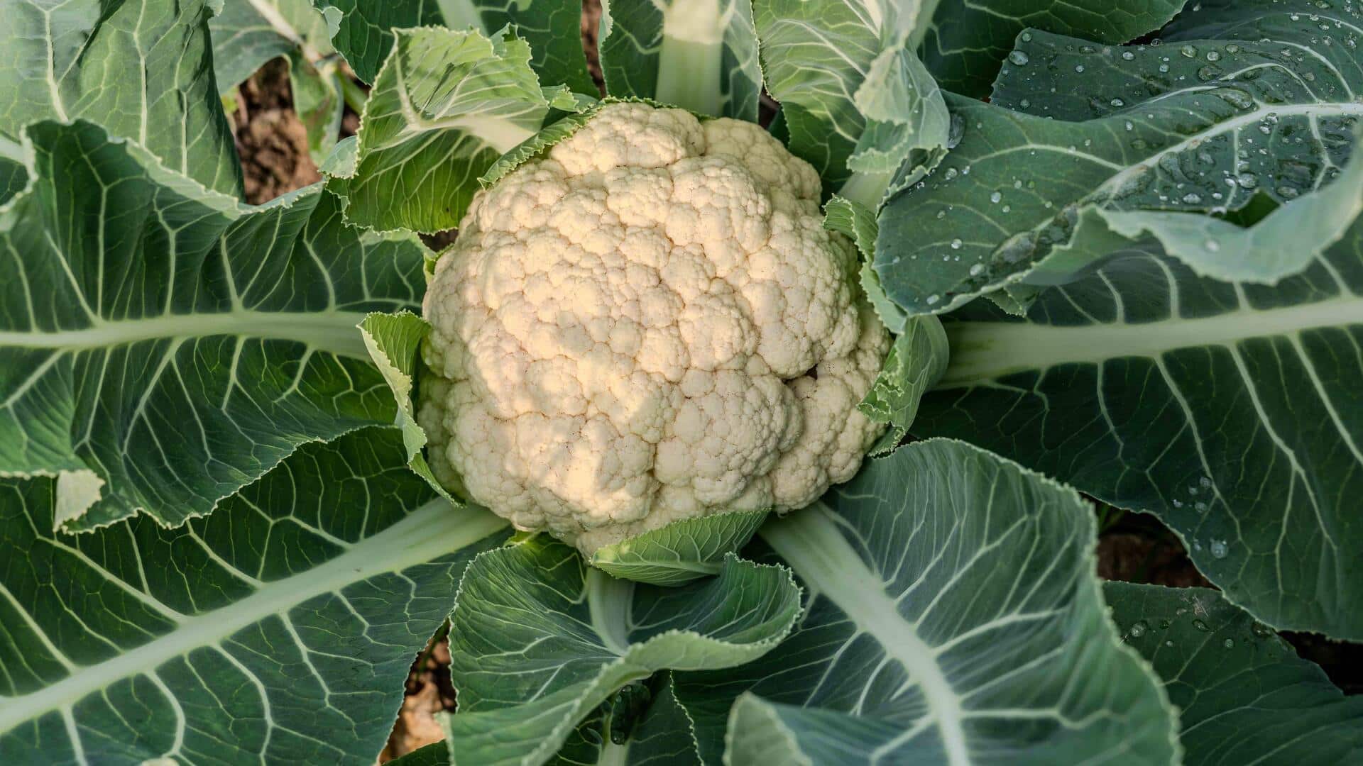 Broccoli v/s cauliflower: Which one is healthier?