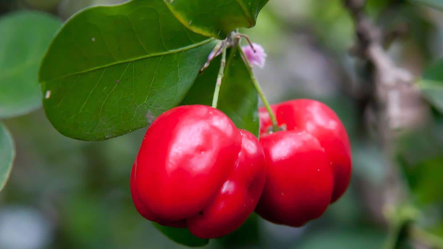 How acerola can be used as home-remedy, its health risks