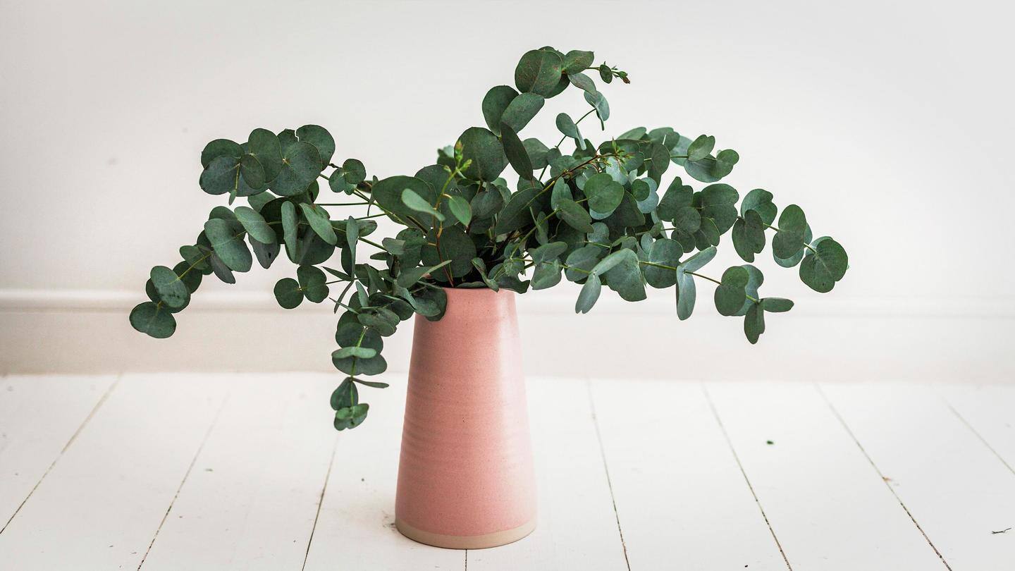 5 ways to save dying houseplants