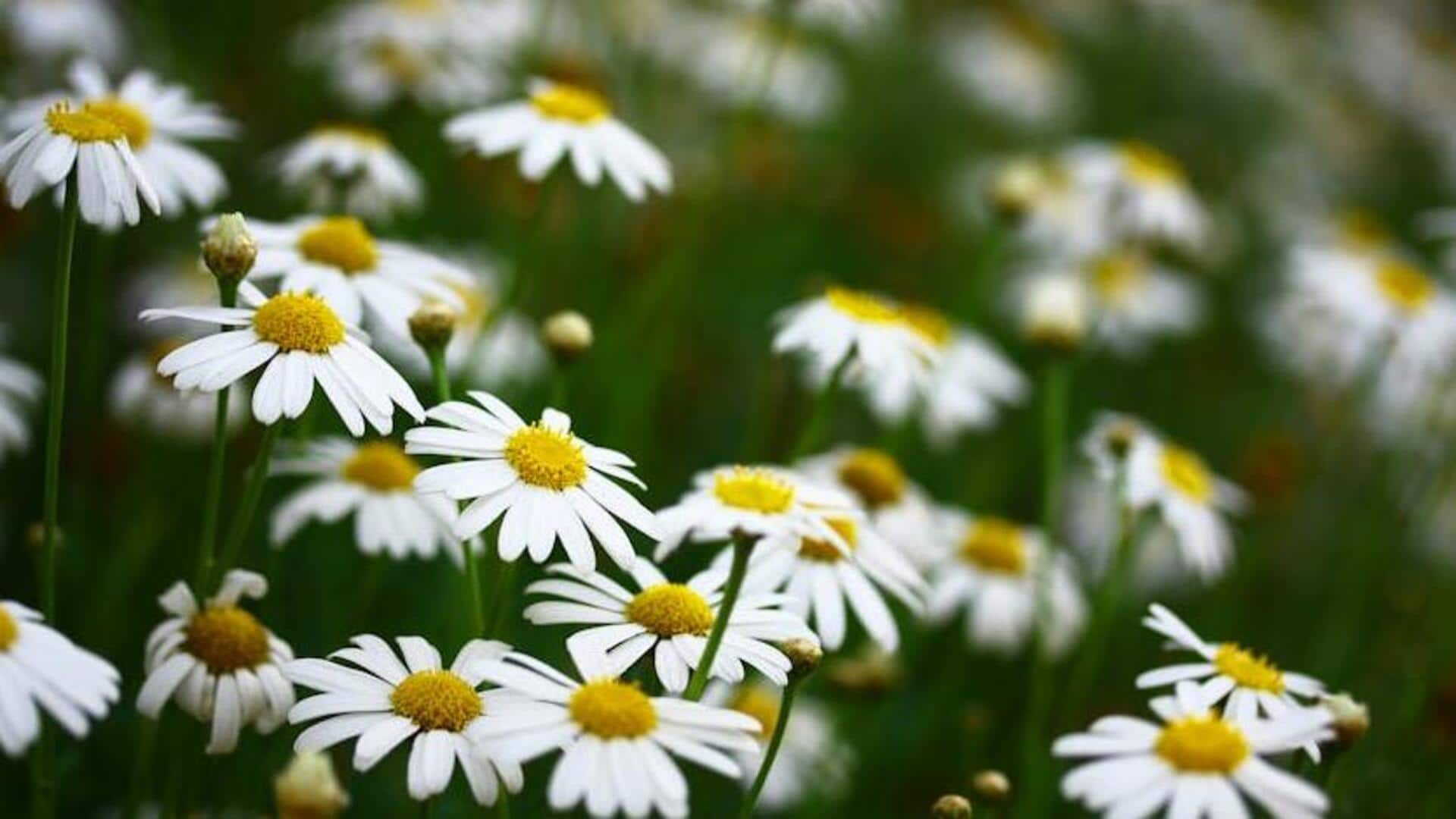 The soothing serenity of chamomile: Herbal superfood