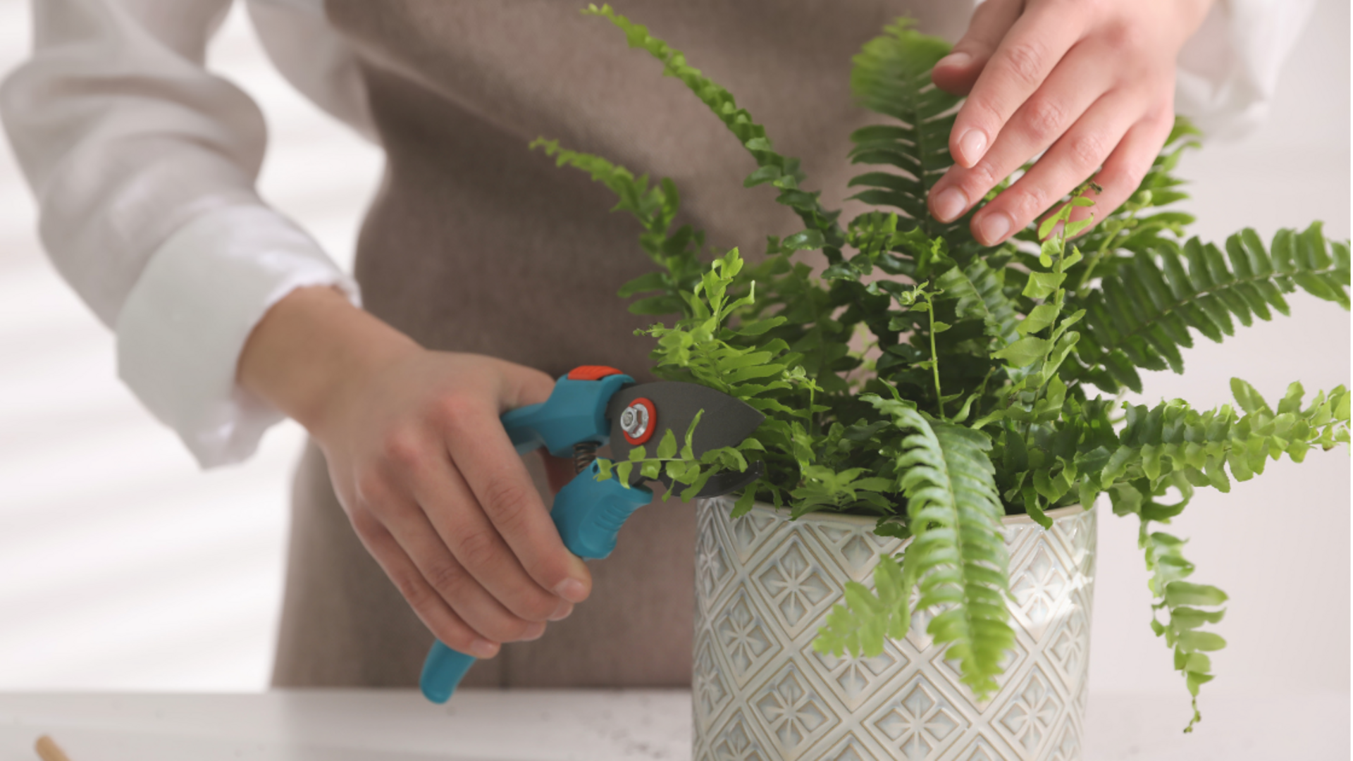 How to prune indoor ferns