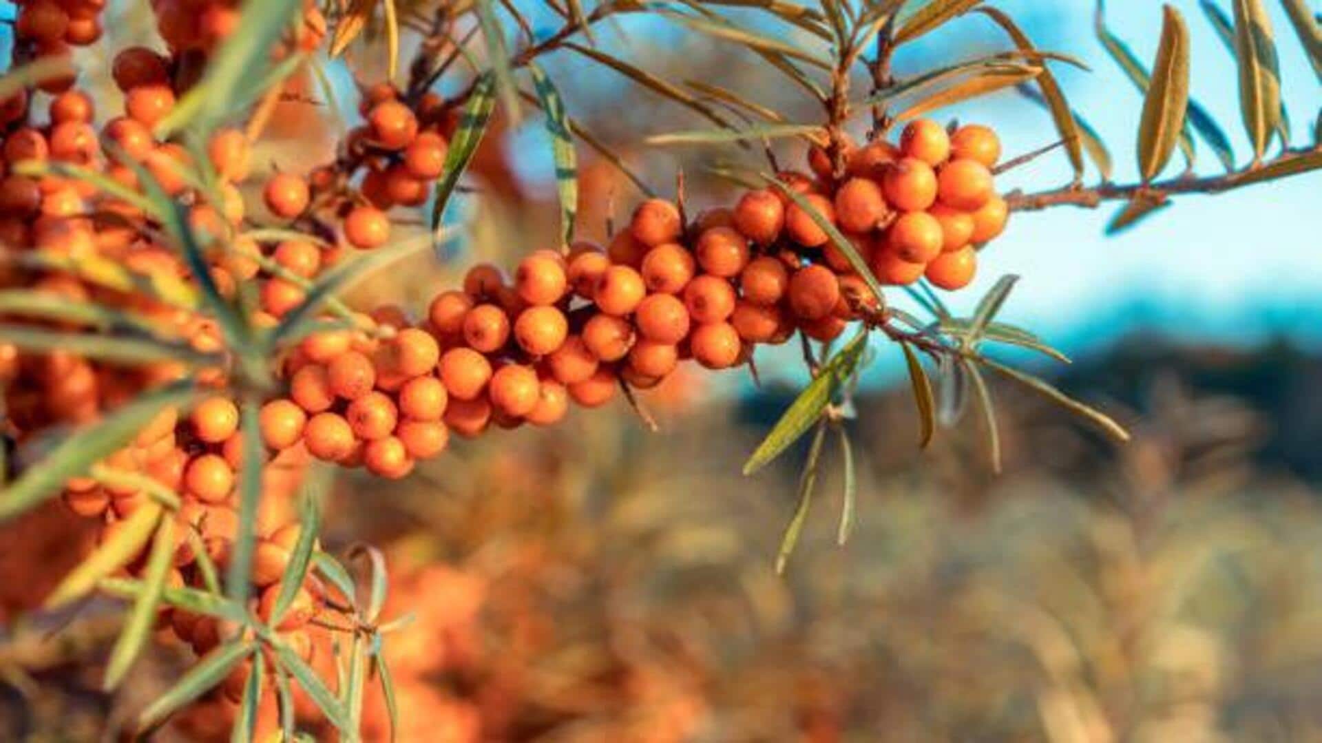 How to grow sea buckthorn at home