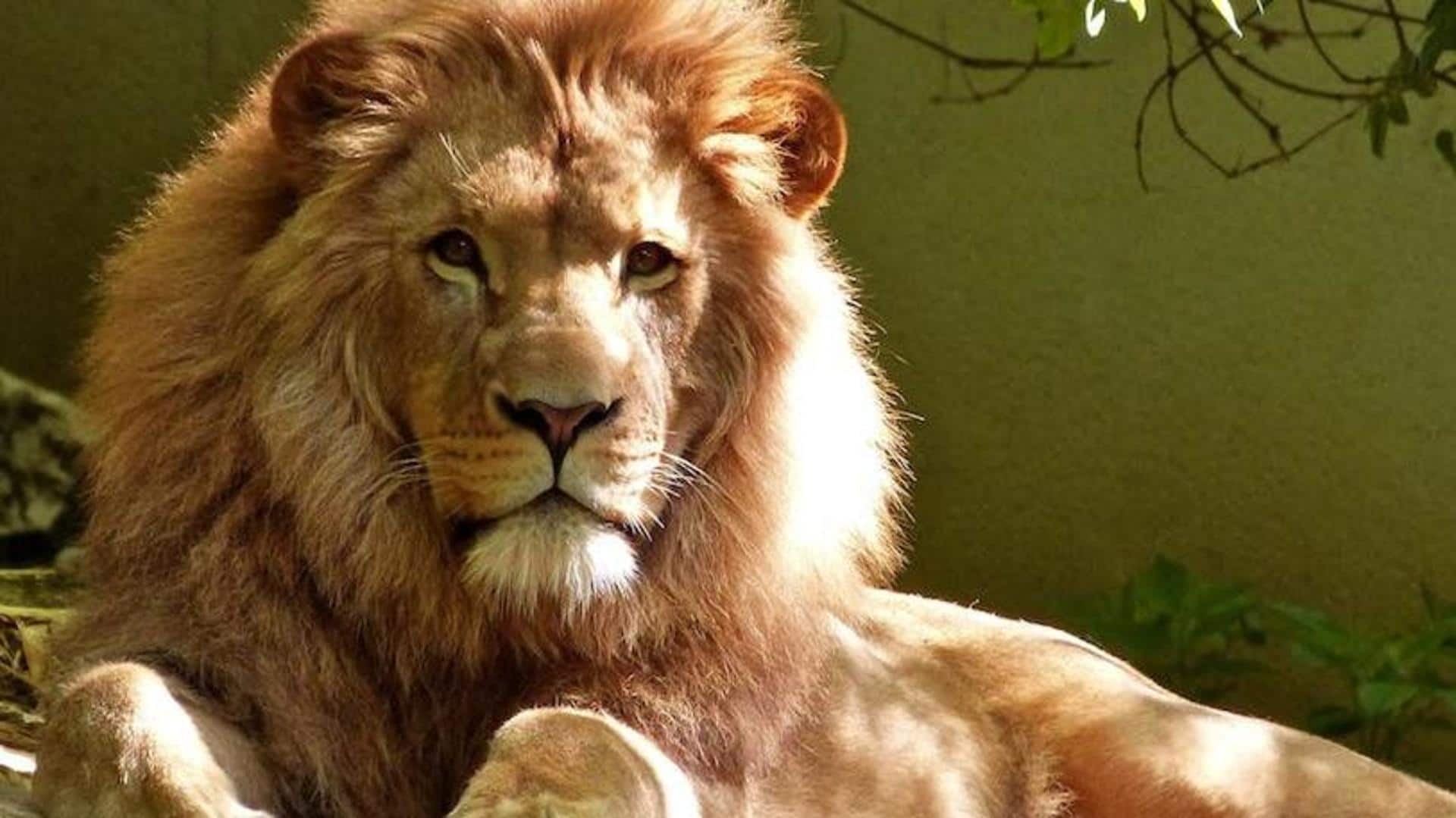 World Lion Day: Interesting facts about this fierce animal