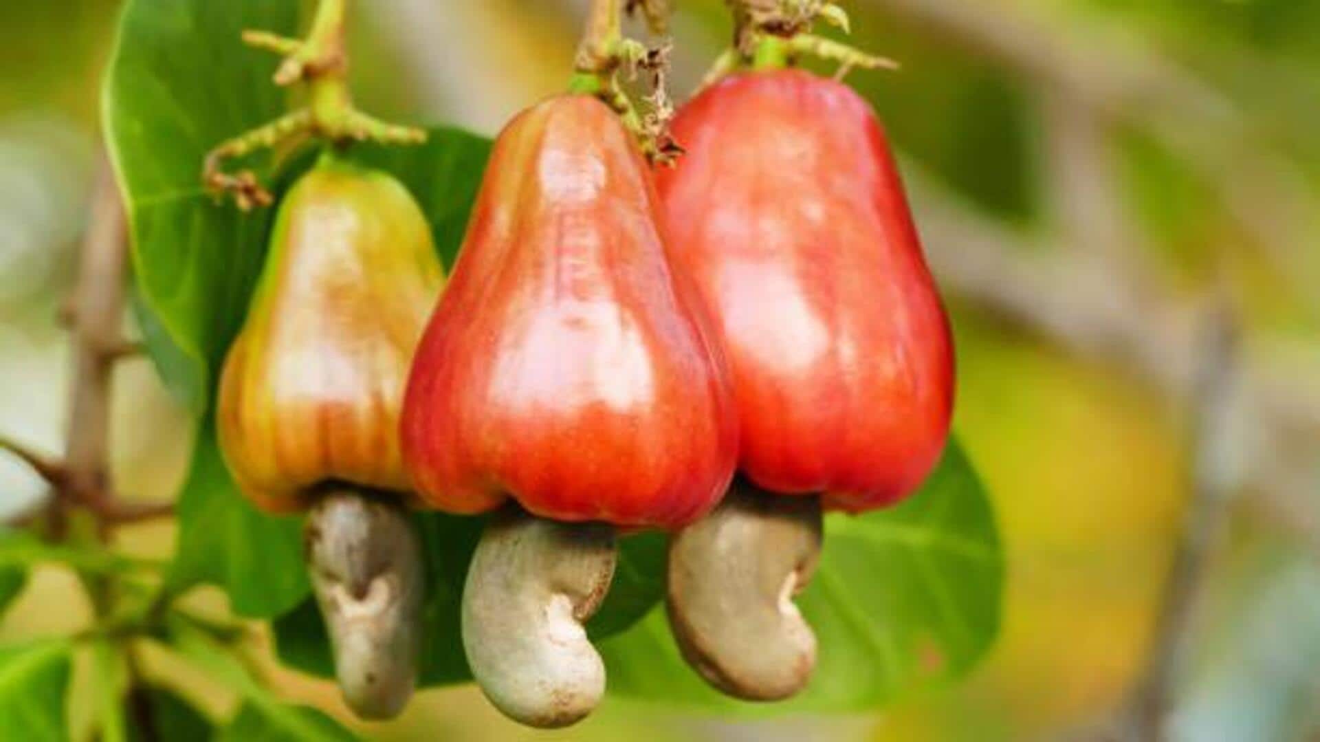 Top cashew farming destinations you must visit Top cashew farming destinations you must visit