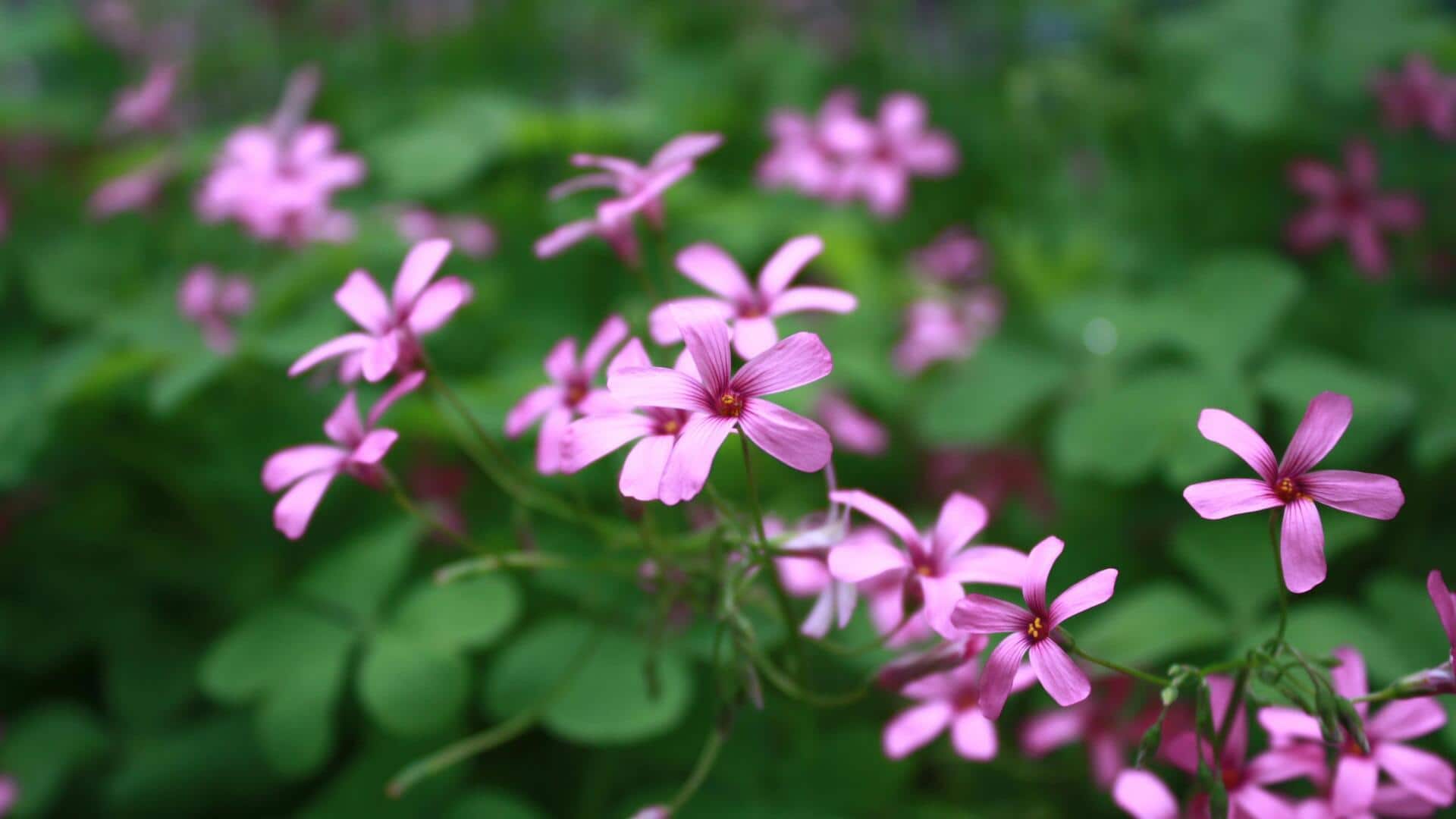 Why you must know about wild sorrel