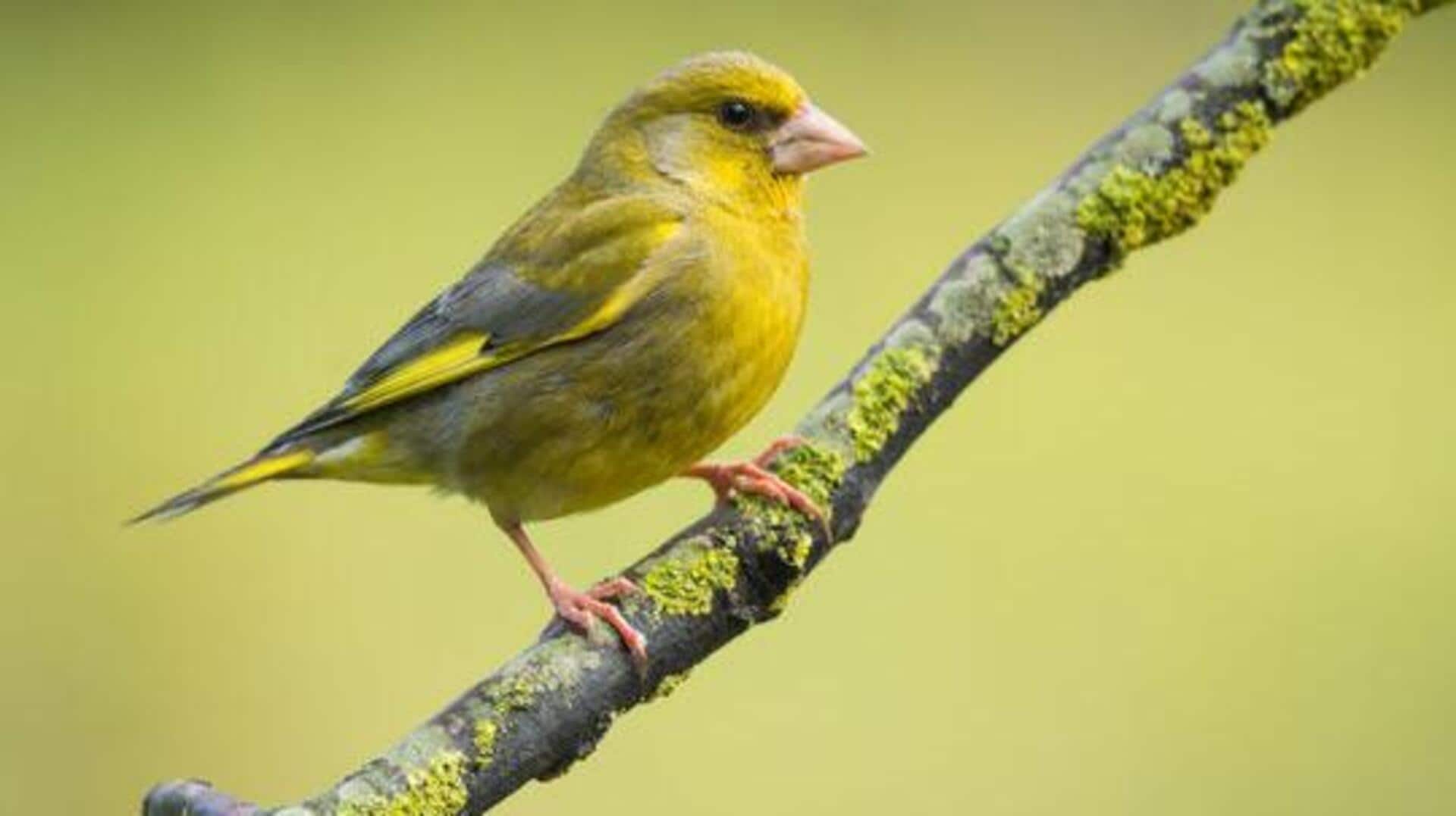 Top places for birdwatching in Greenland
