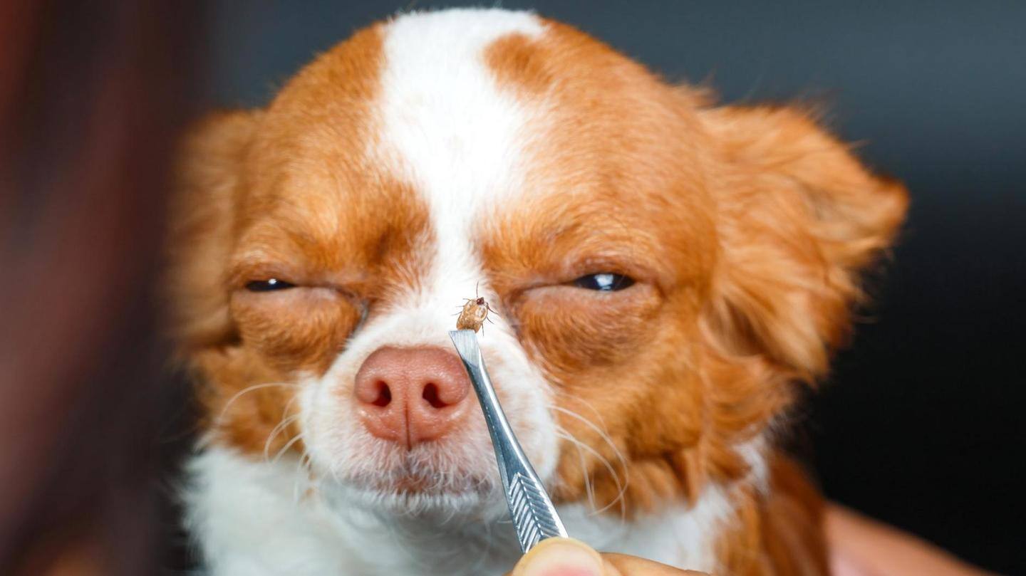 Once back from walk, search for ticks, remove any immediately Once back from walk, search for ticks, remove any immediately
