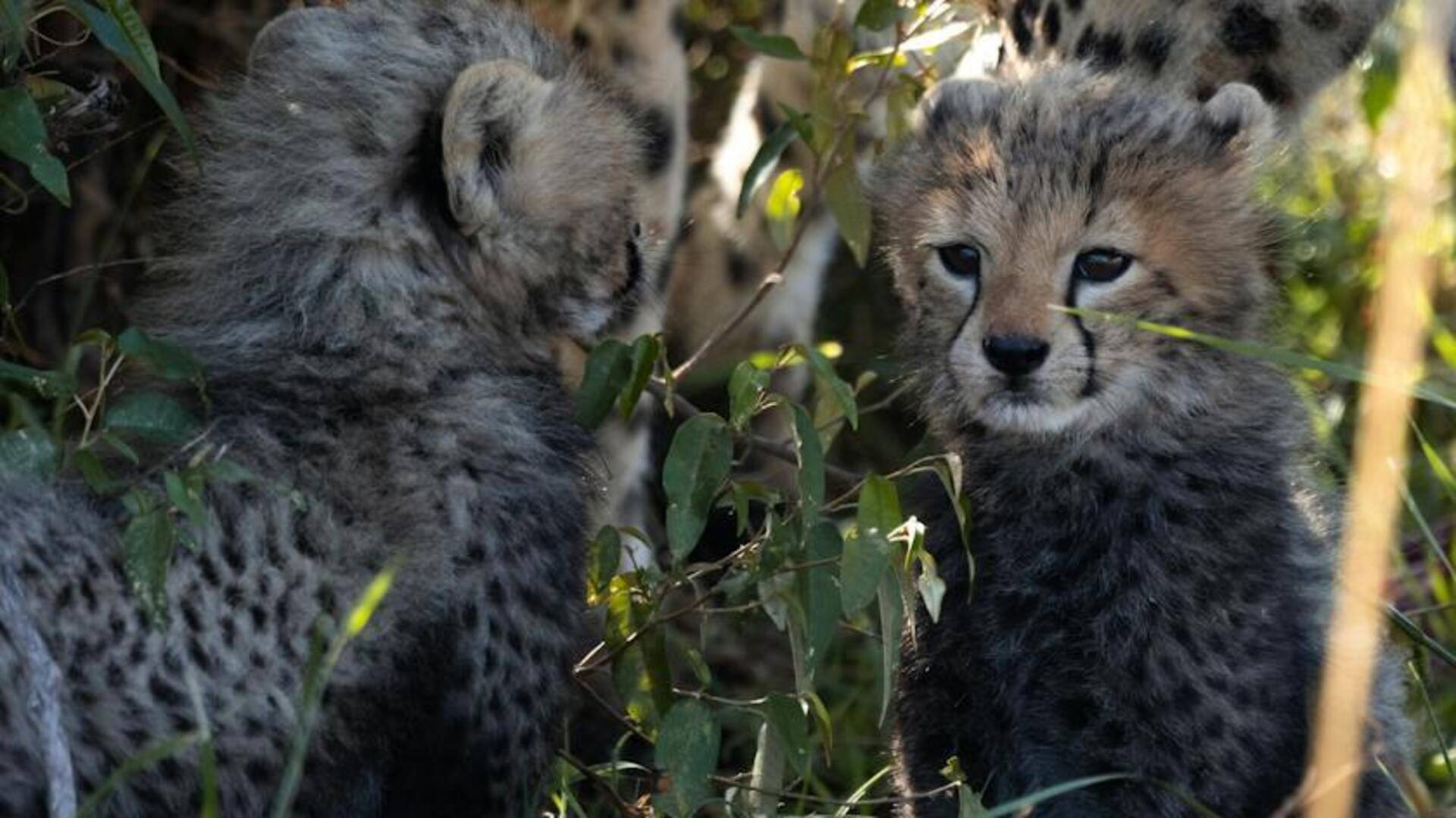 Namibian cheetah Jwala gives birth to 3 cubs at Kuno