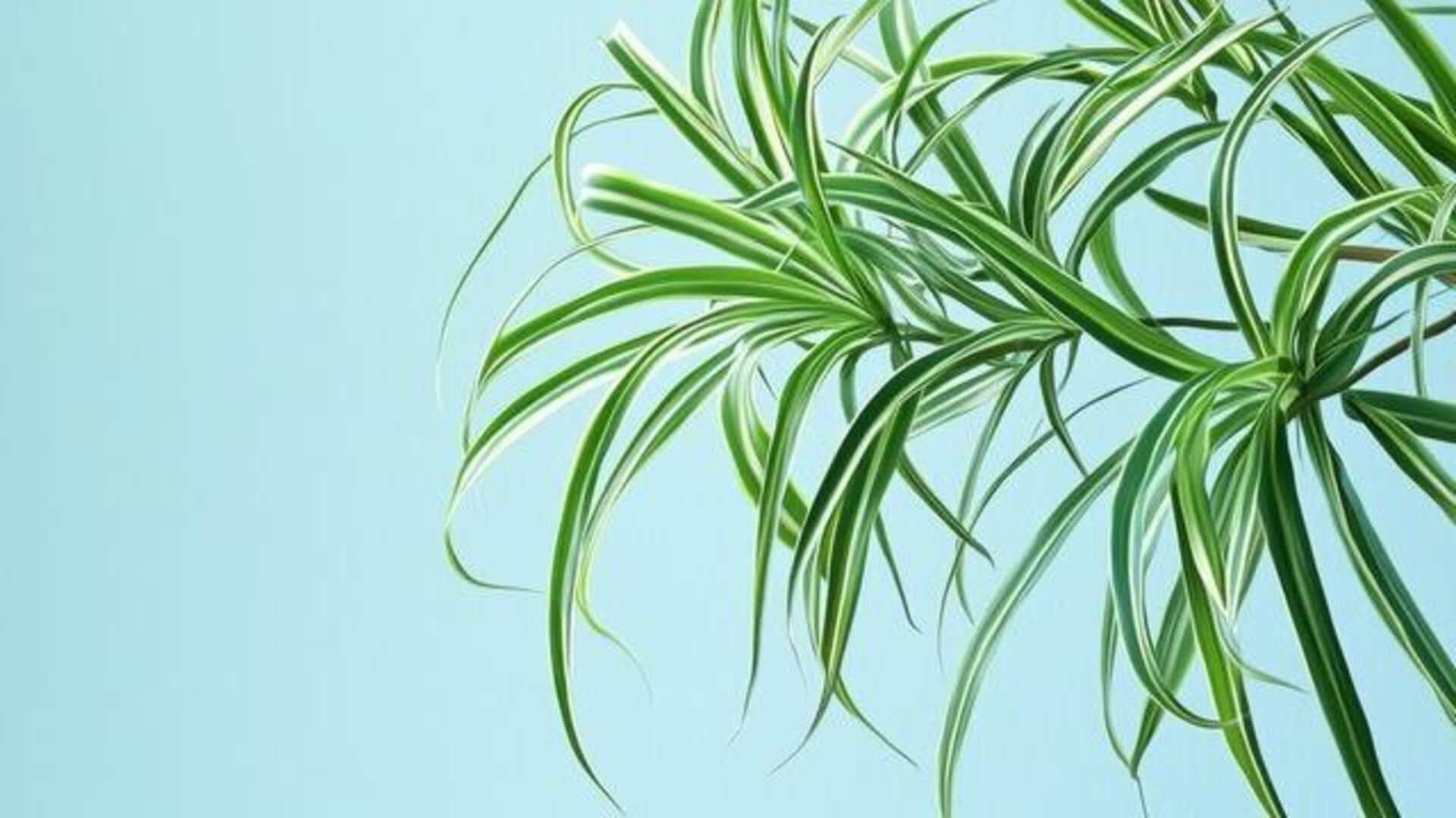Supercharge your health with spider plant leaves