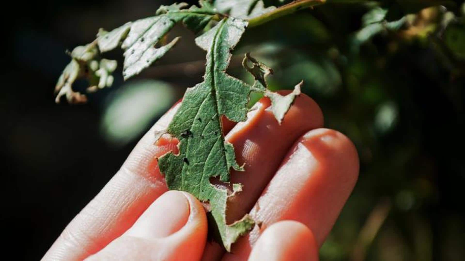 Plant diseases you should be aware of in your garden