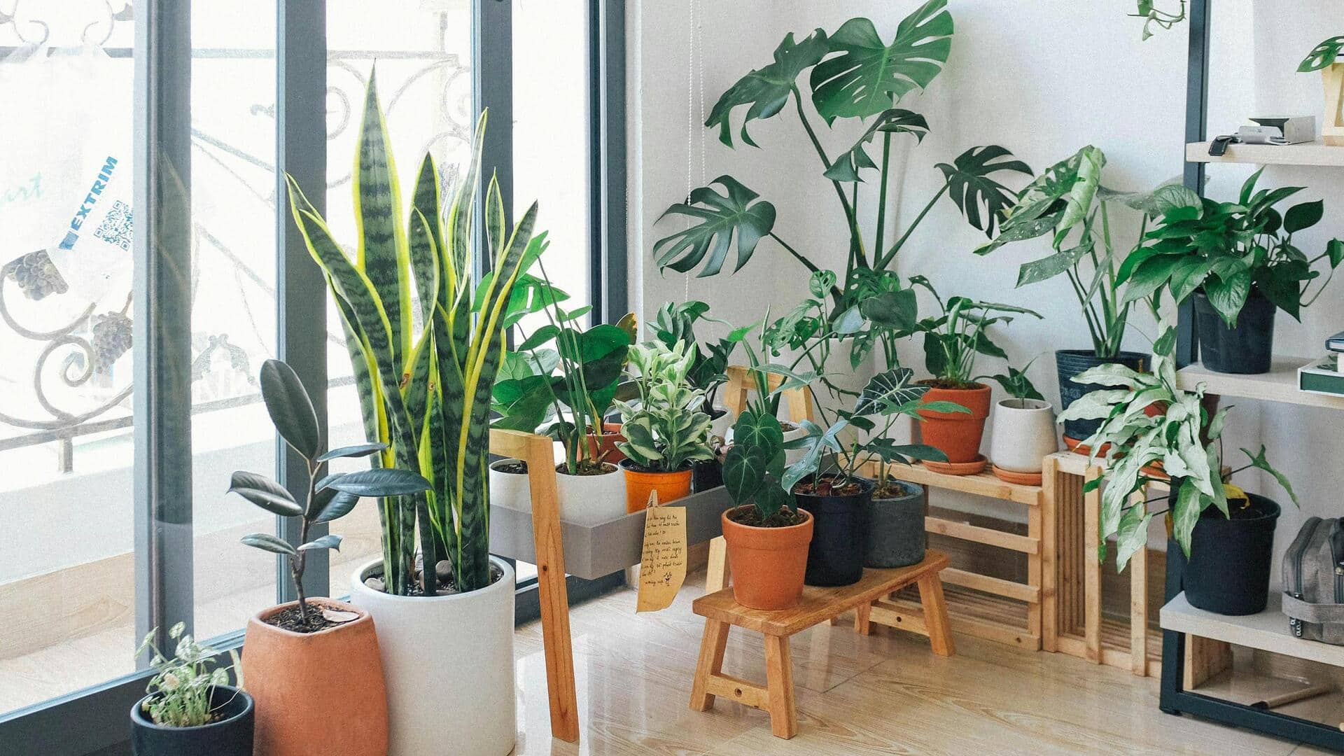 5 easy pruning tips to keep your indoor plants thriving