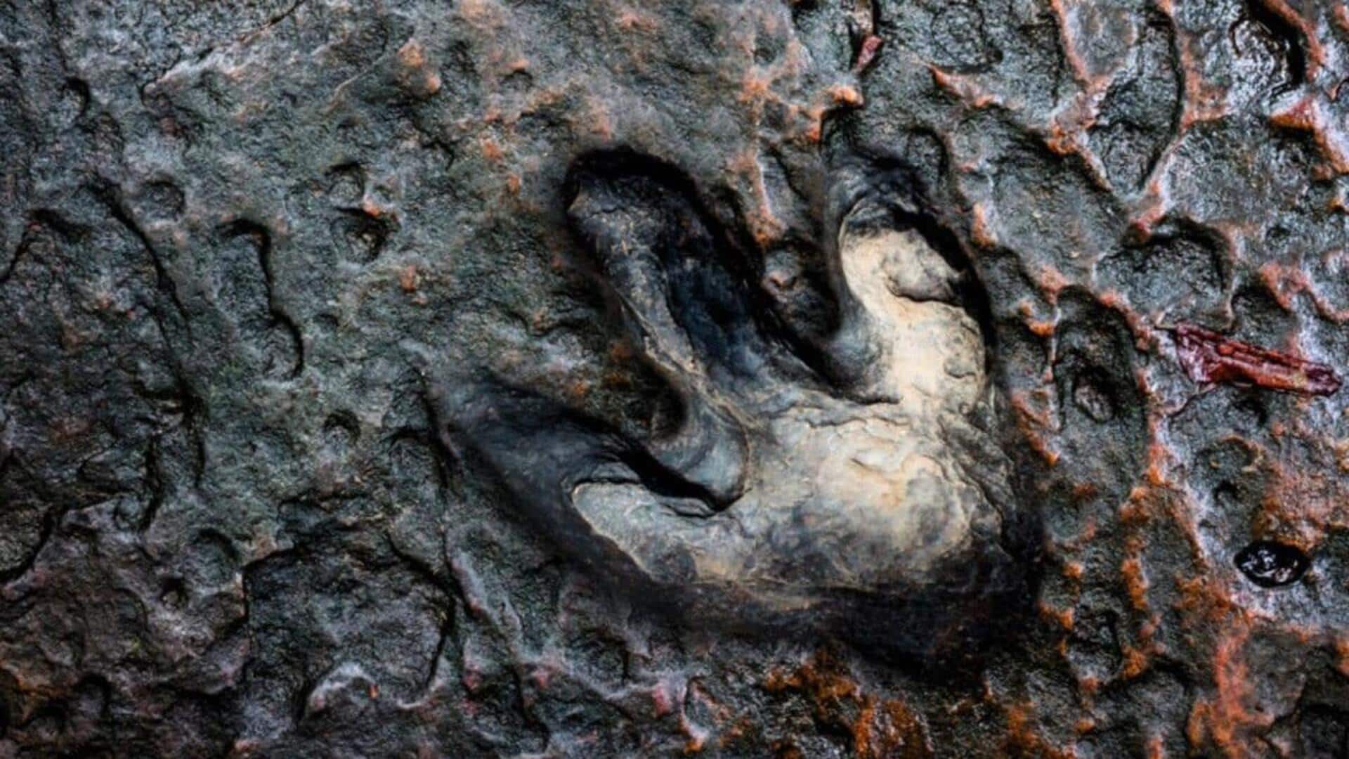 16,600 fossil footprints: Scientists discover largest dinosaur gathering ever