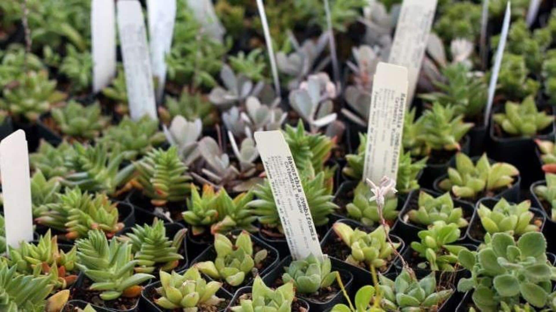 Labeling houseplants? Try these simple hacks 