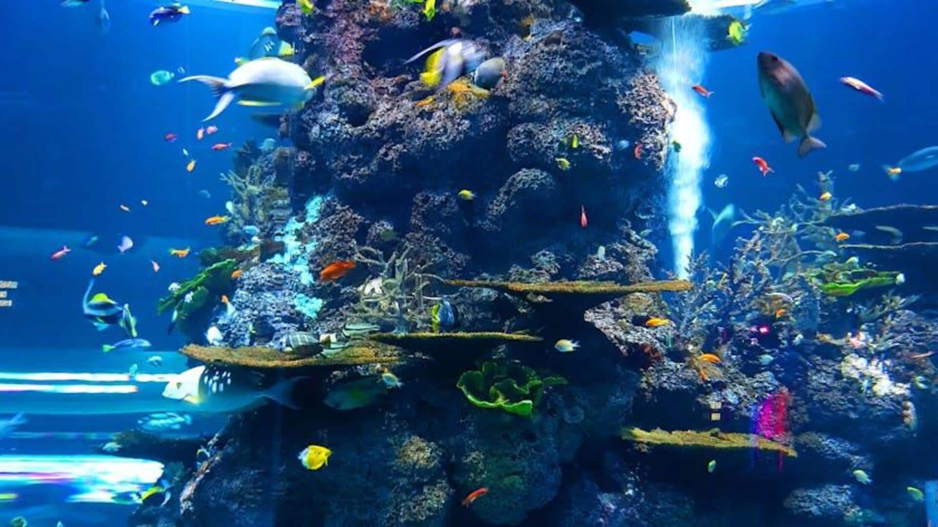 How aquariums help you stay calm