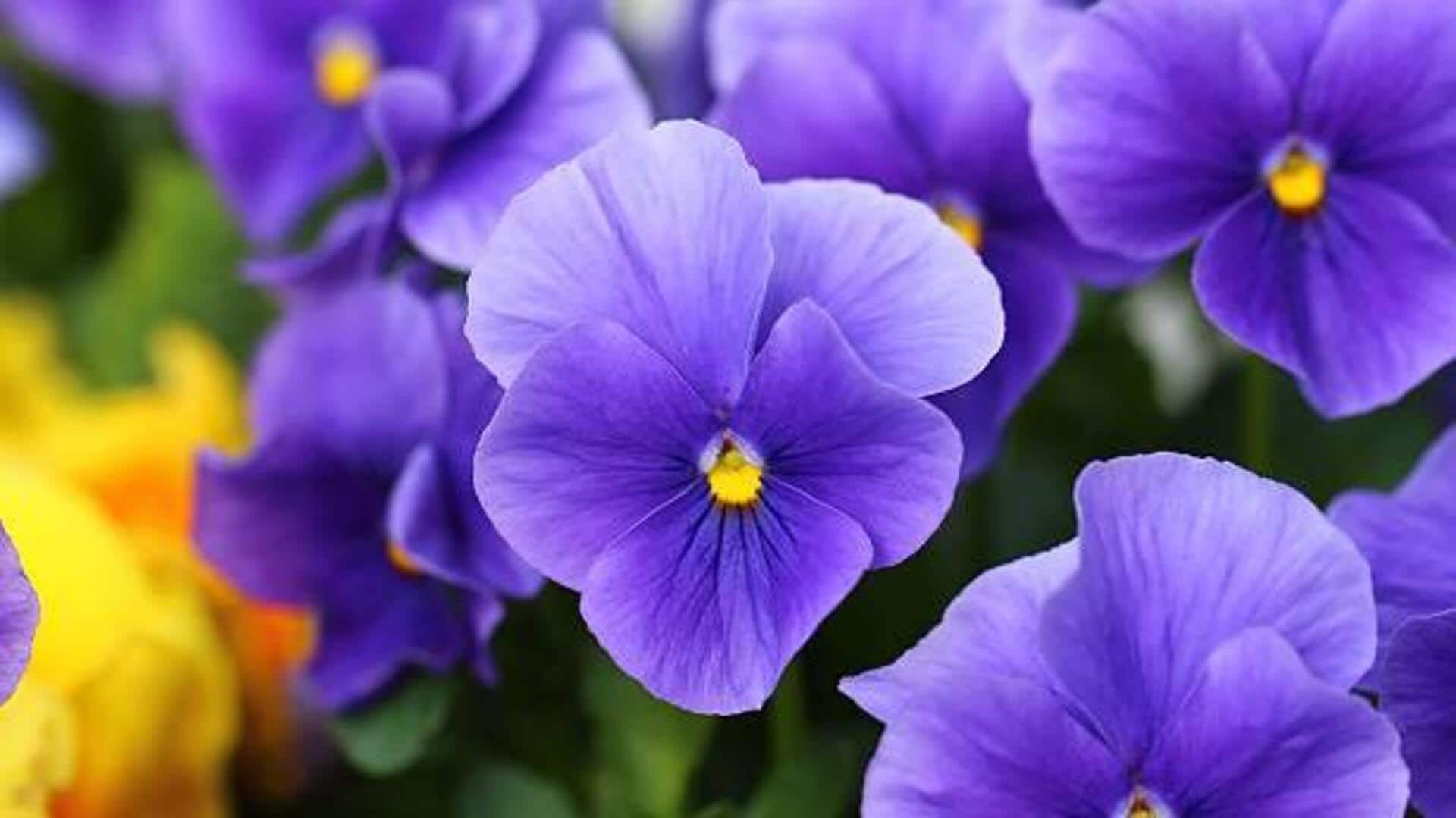 How to grow violets at home