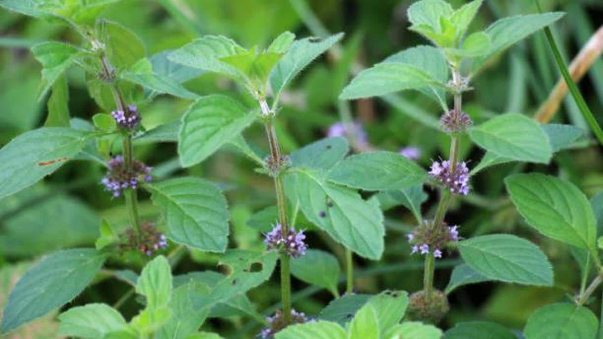 Wild mint: A refreshing herb with many uses