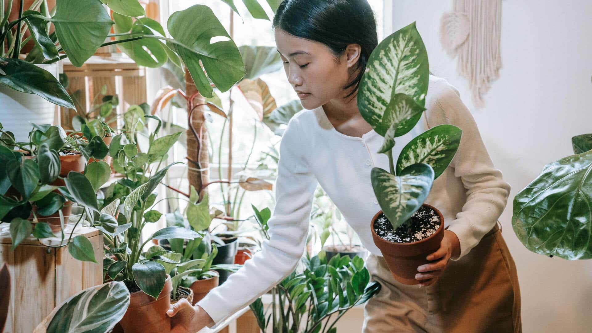 How to start arranging plants at home