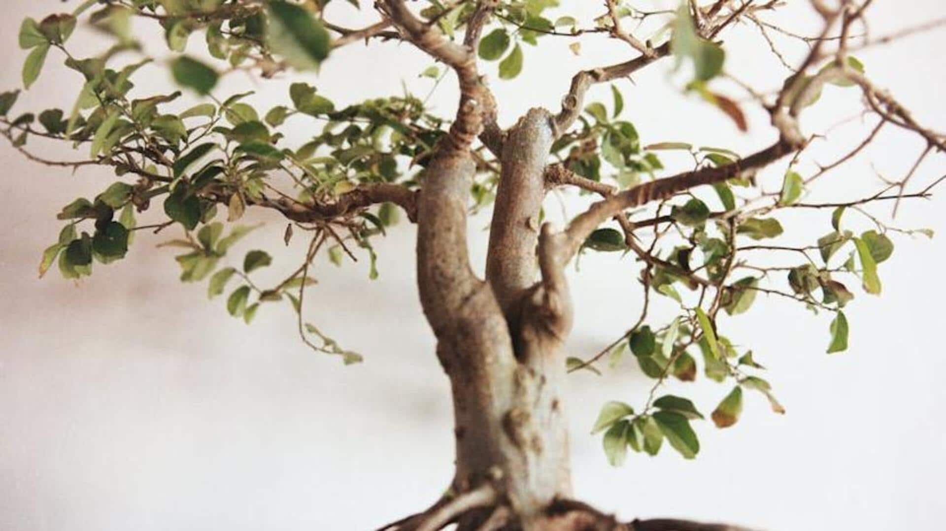 Master bonsai art with these simple techniques