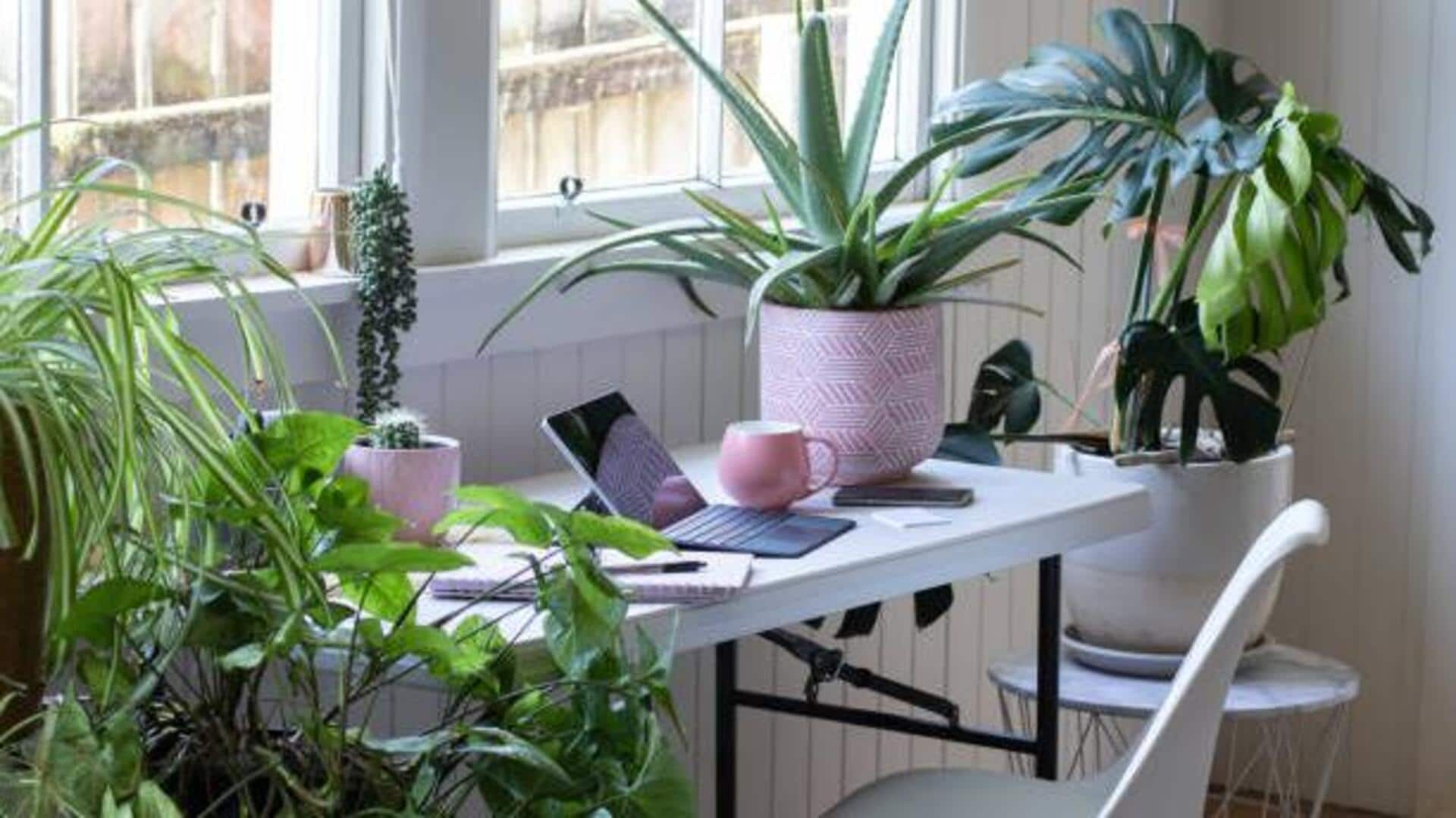 5 calming plants for your workspace 5 calming plants for your workspace
