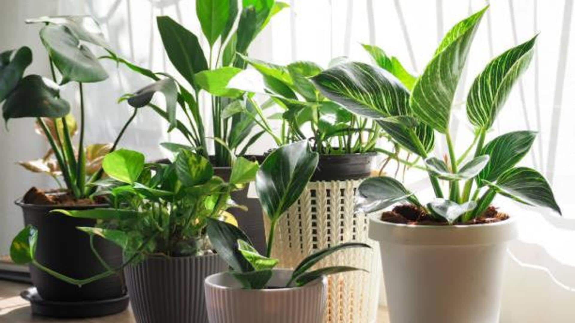 How to use sunlight timers for indoor plants