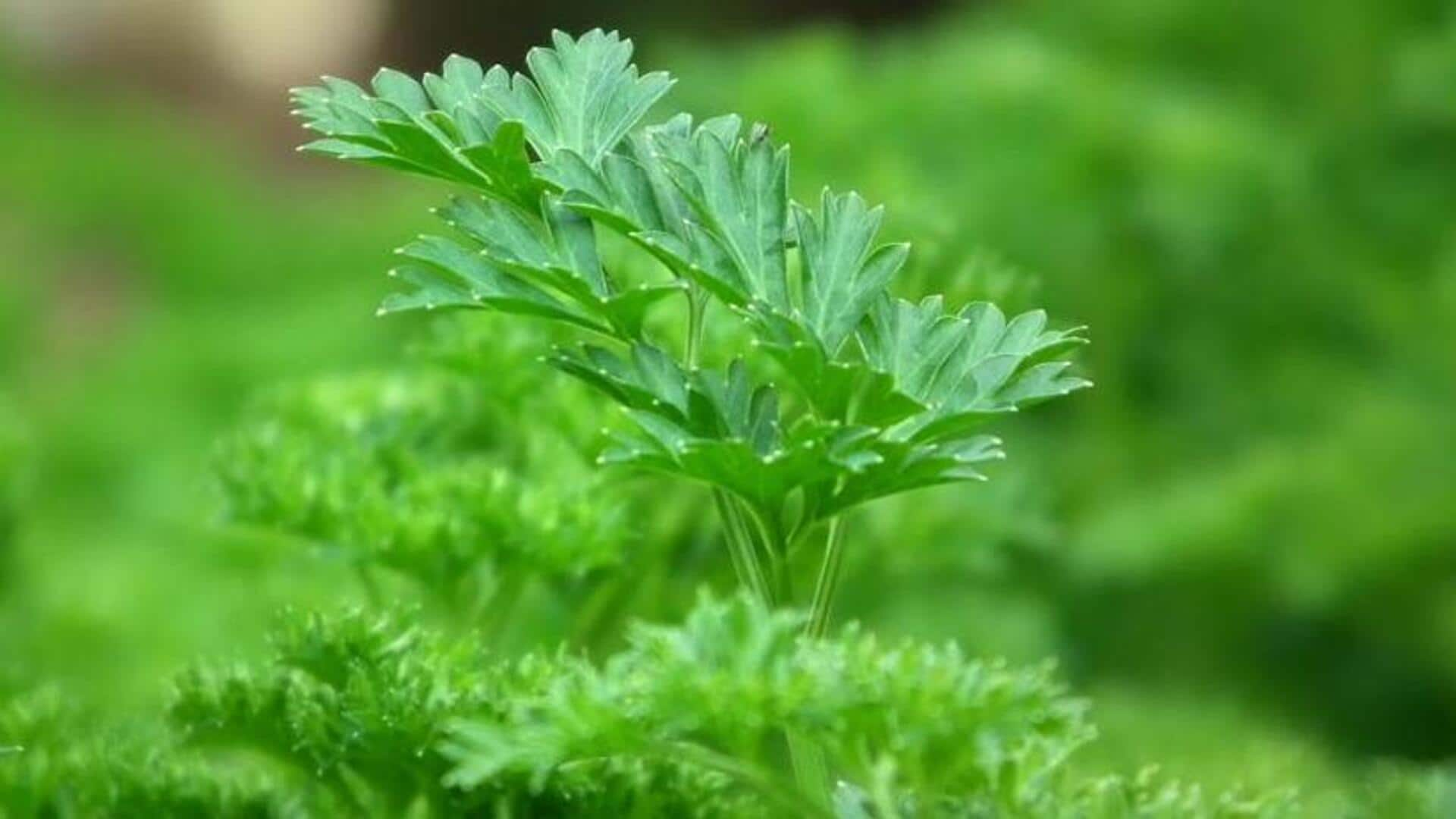 The pristine potency of parsley: A vitamin virtuoso