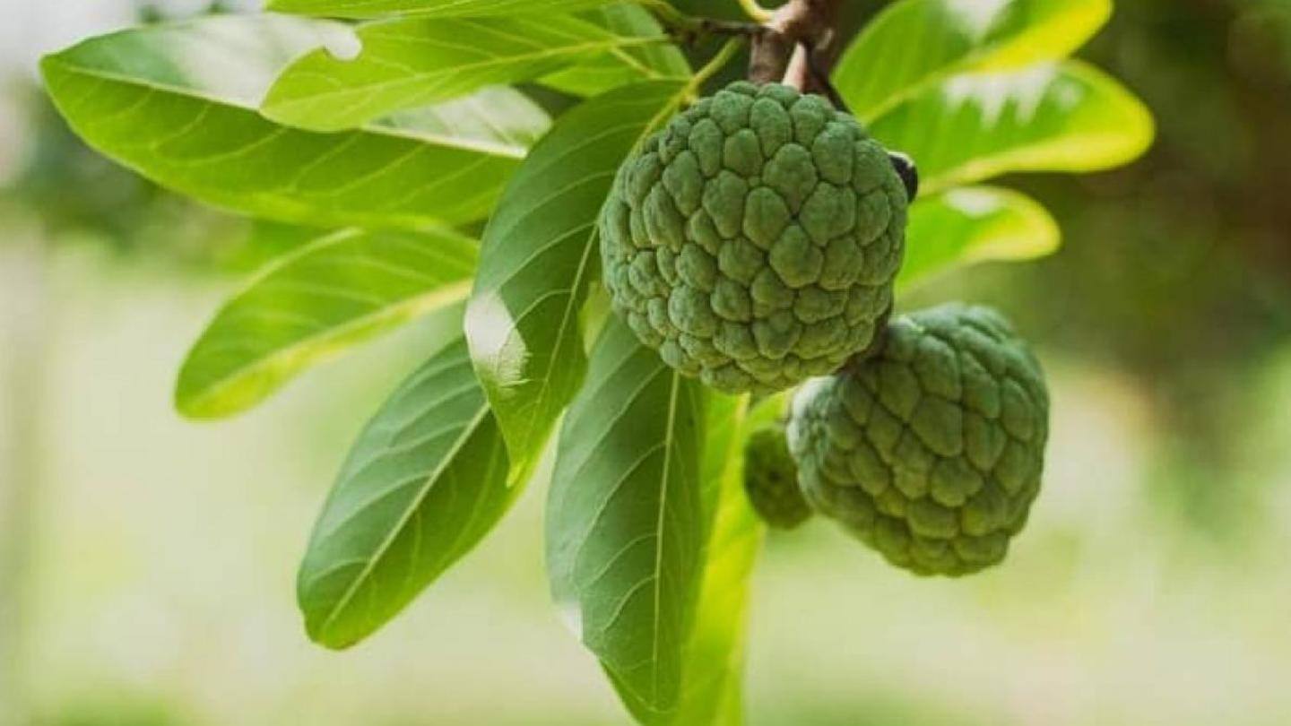 These are the benefits of the green mushy fruit These are the benefits of the green mushy fruit