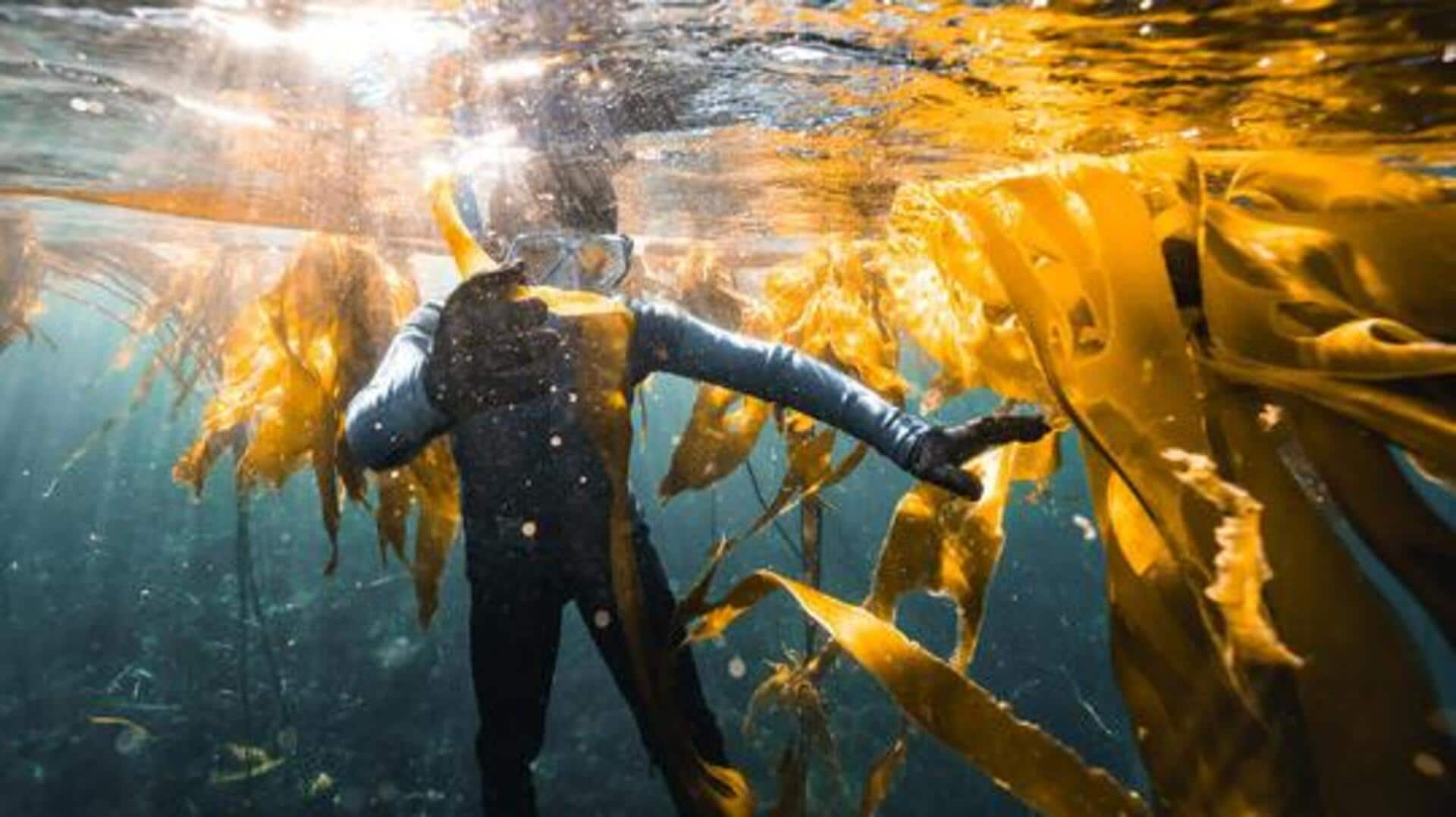 Exploring the kelp forests of South Africa by snorkel