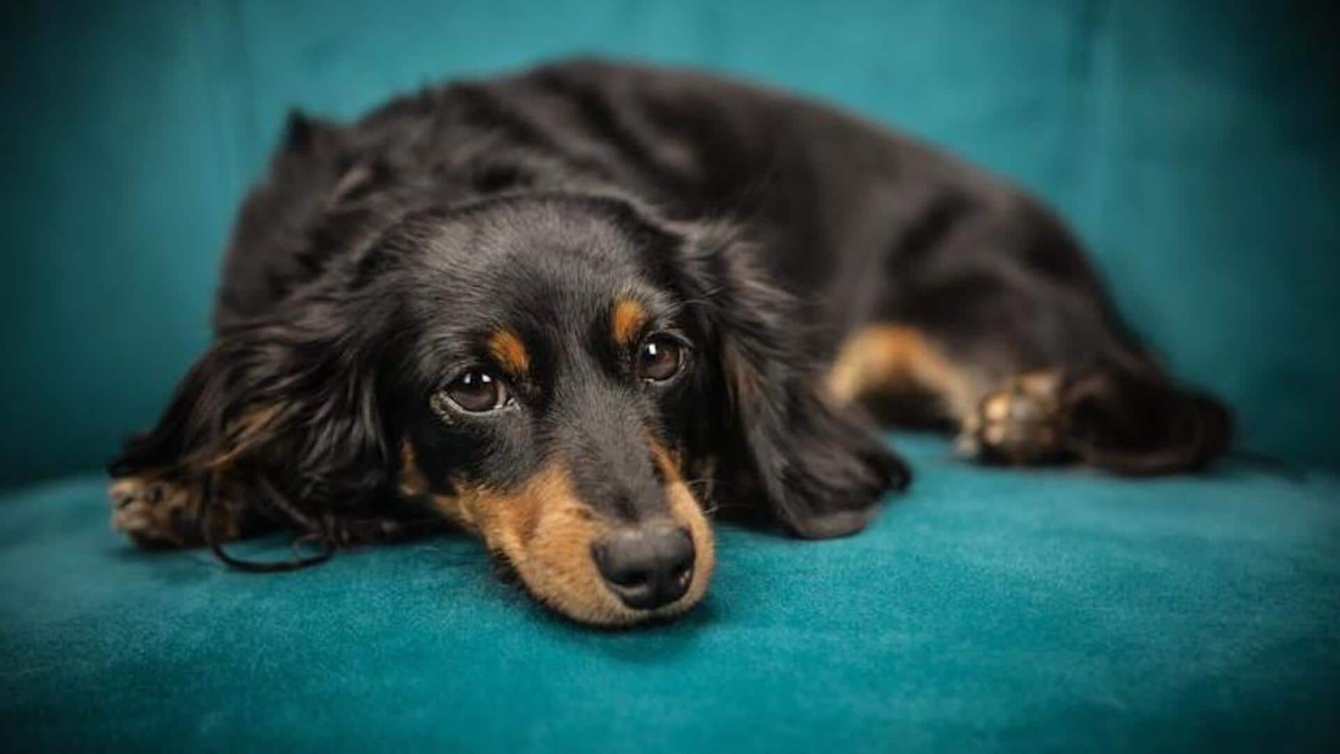 Dachshund back care: Tips for preventing pain issues