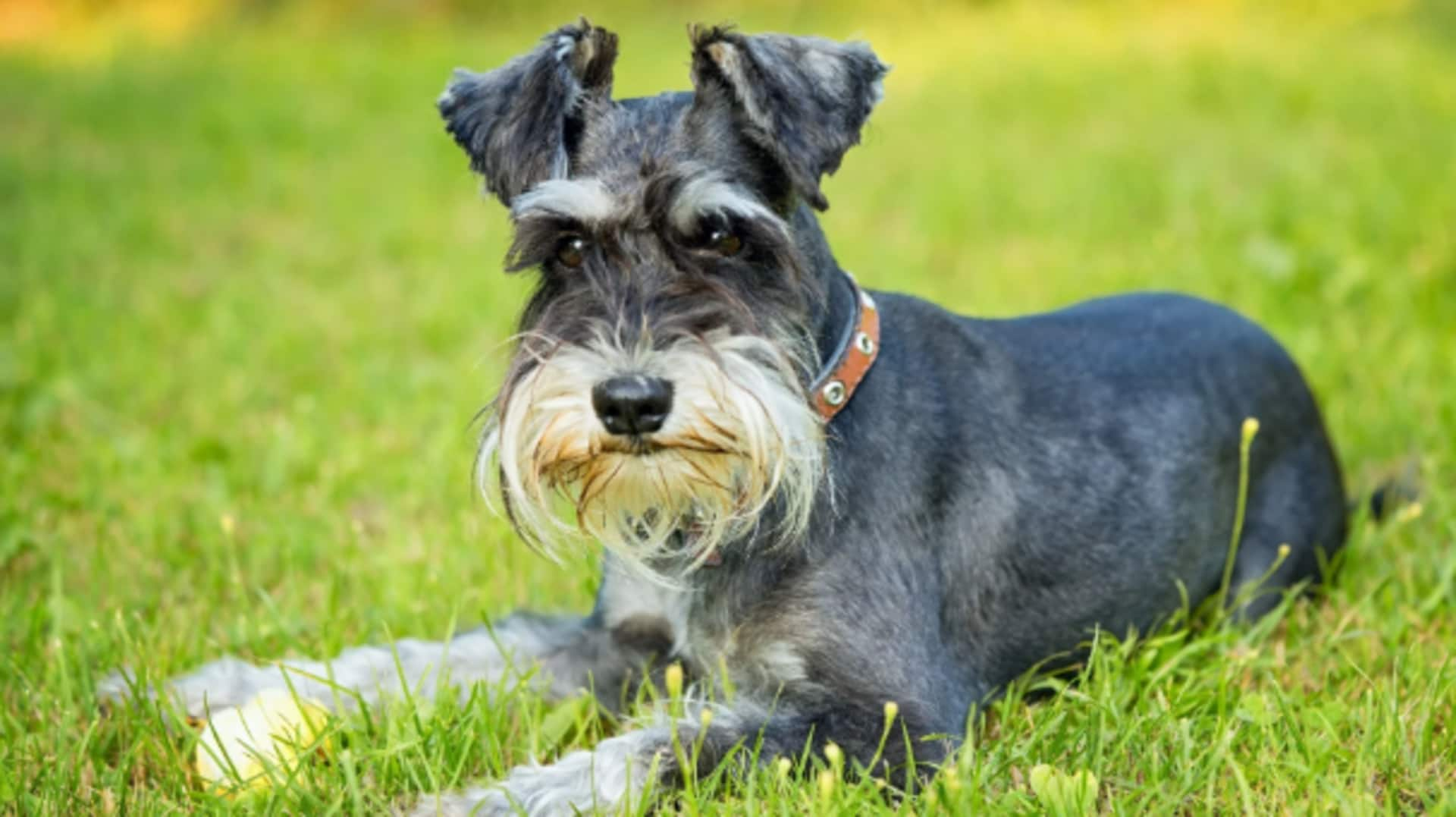 Schnauzer dental care: How to prevent tartar buildup