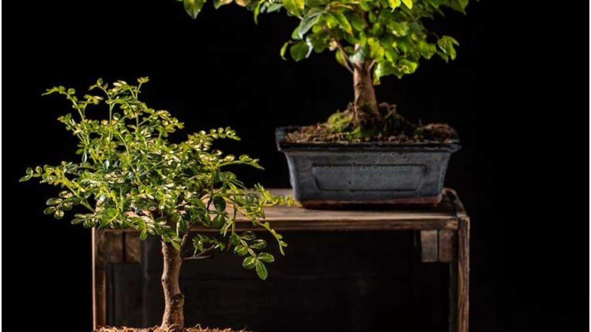 Add elegance and tranquility to your space with bonsai trees