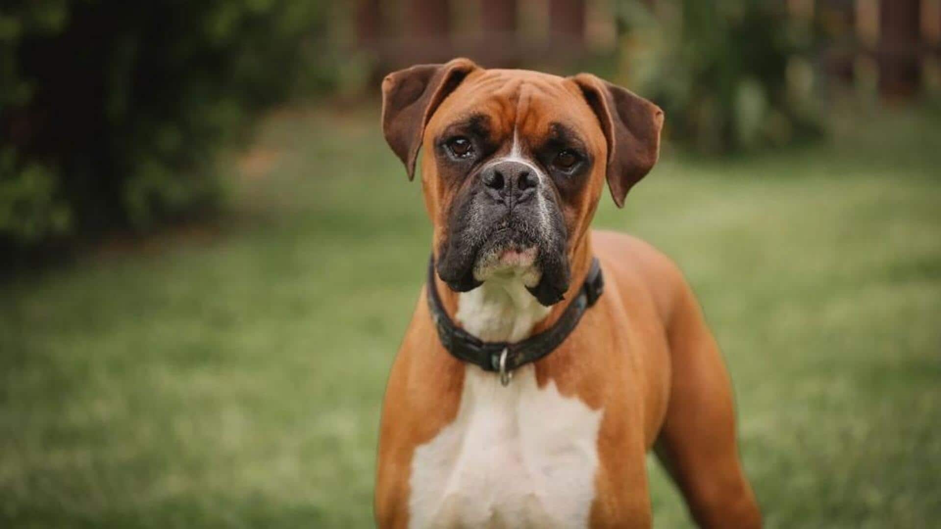 Boxer breed heatstroke prevention: Follow these tips for its well-being