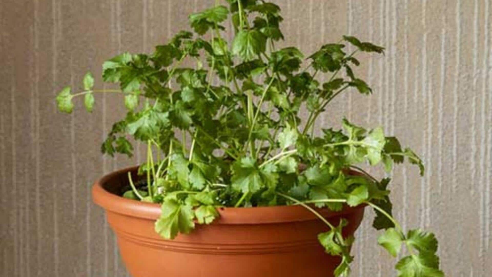 How to grow coriander at home How to grow coriander at home