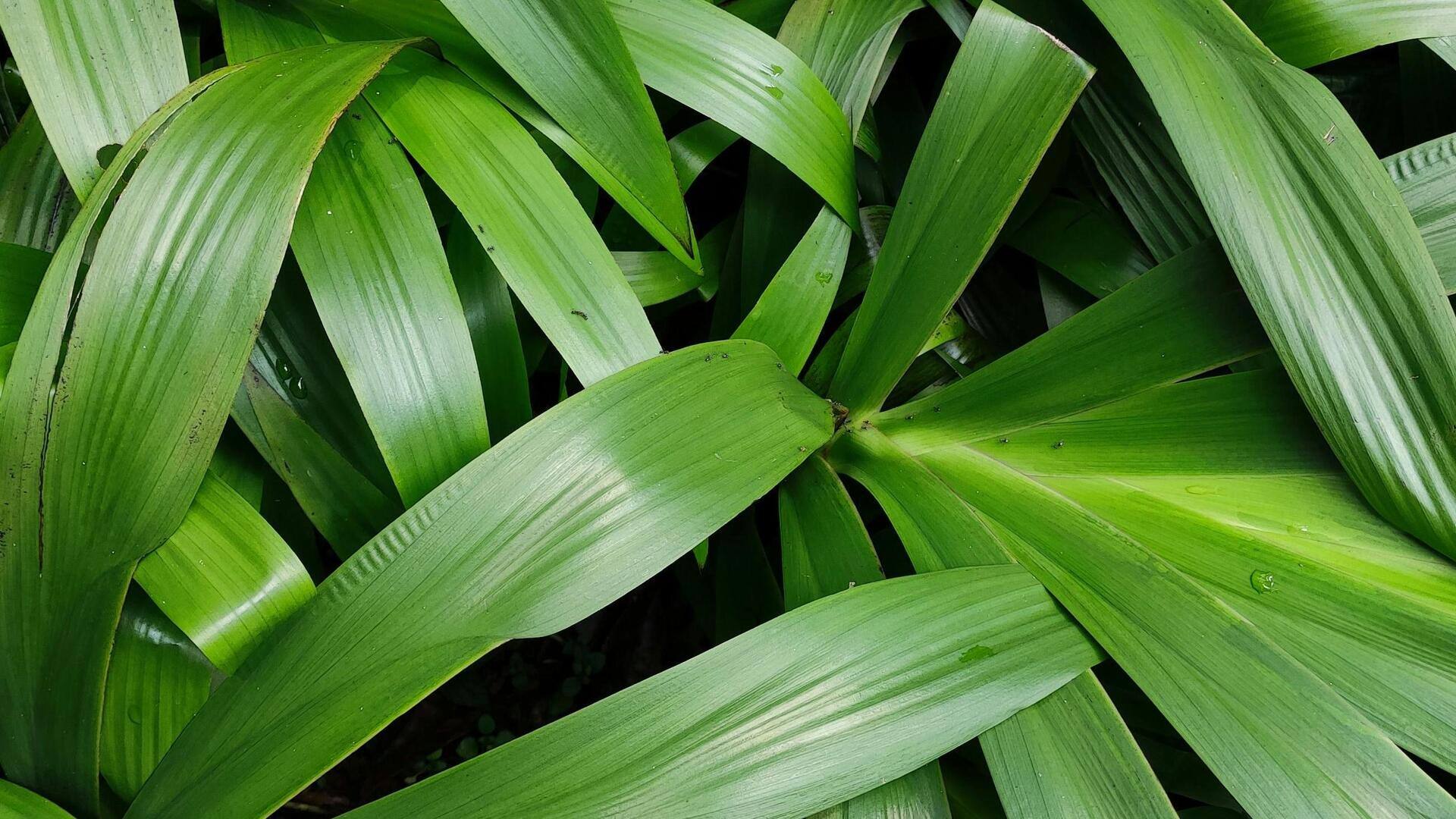 Discover the fragrant flavor of pandan in 5 easy recipes