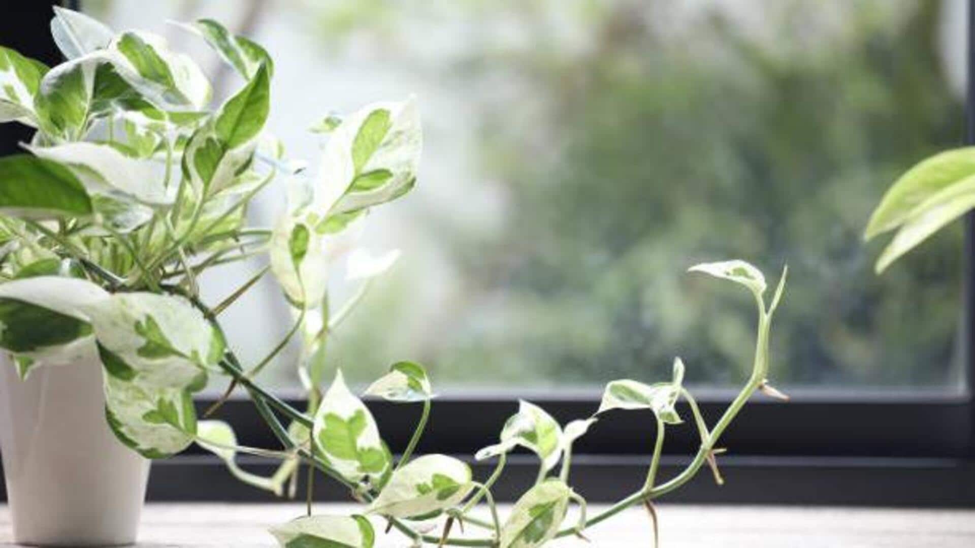 How to grow pothos vines faster 