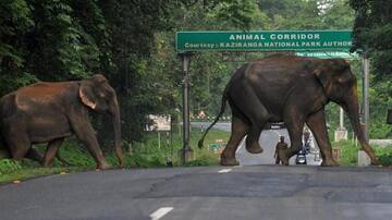 Odisha: Bees to prevent elephants from entering human habitations