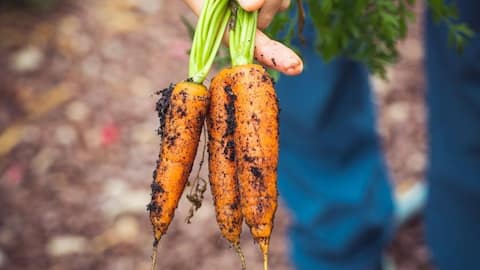 Vegetables that you can grow in your garden this winter