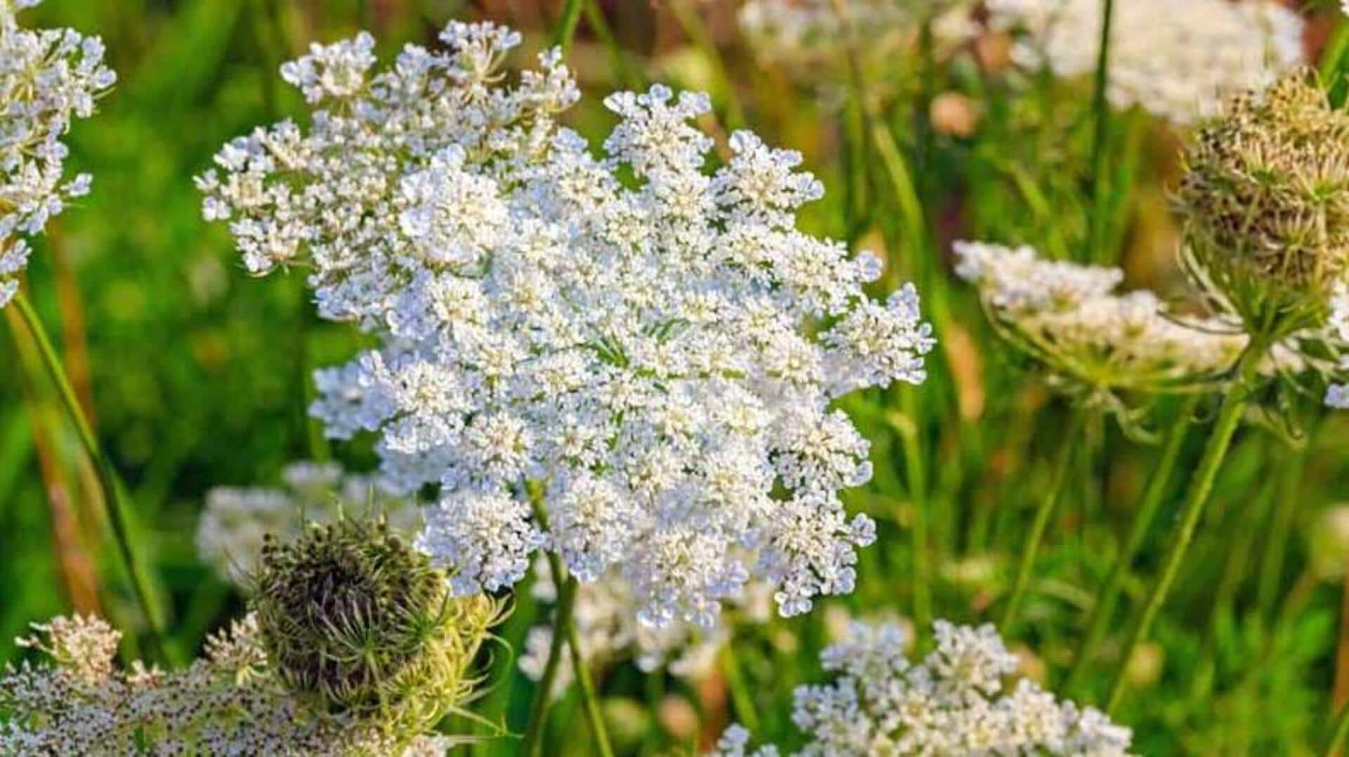 Tips to take care of your caraway plant at home