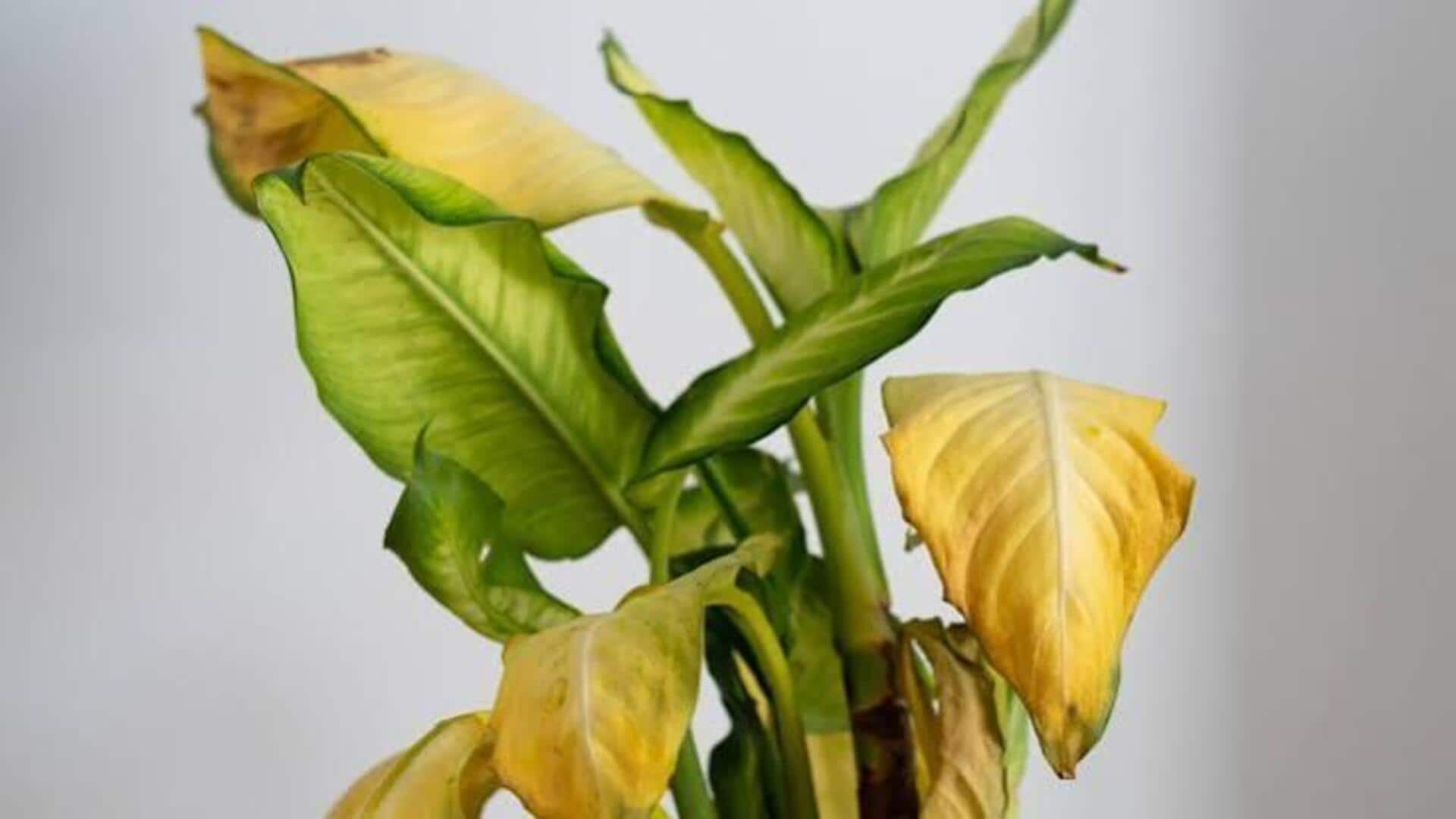 5 ways to fix sunburned indoor plants 