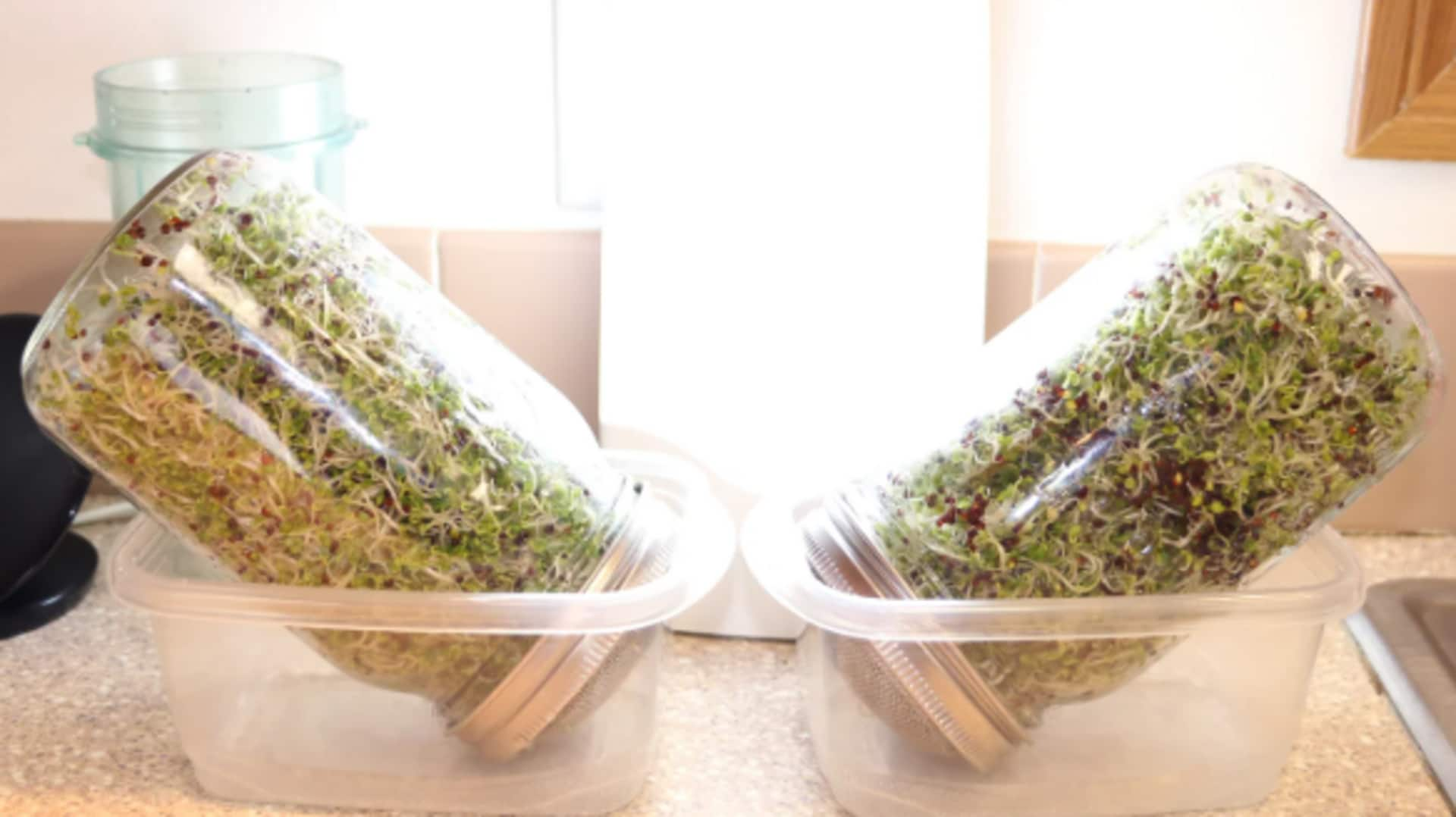 Growing nutrient-packed broccoli sprouts in jar gardens