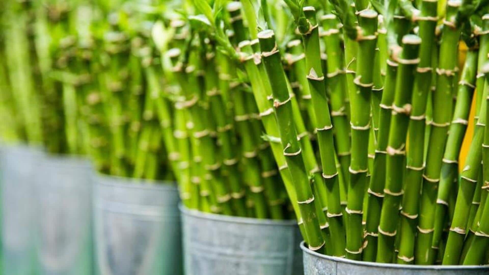 Unique ways to use bamboo in your daily life Unique ways to use bamboo in your daily life