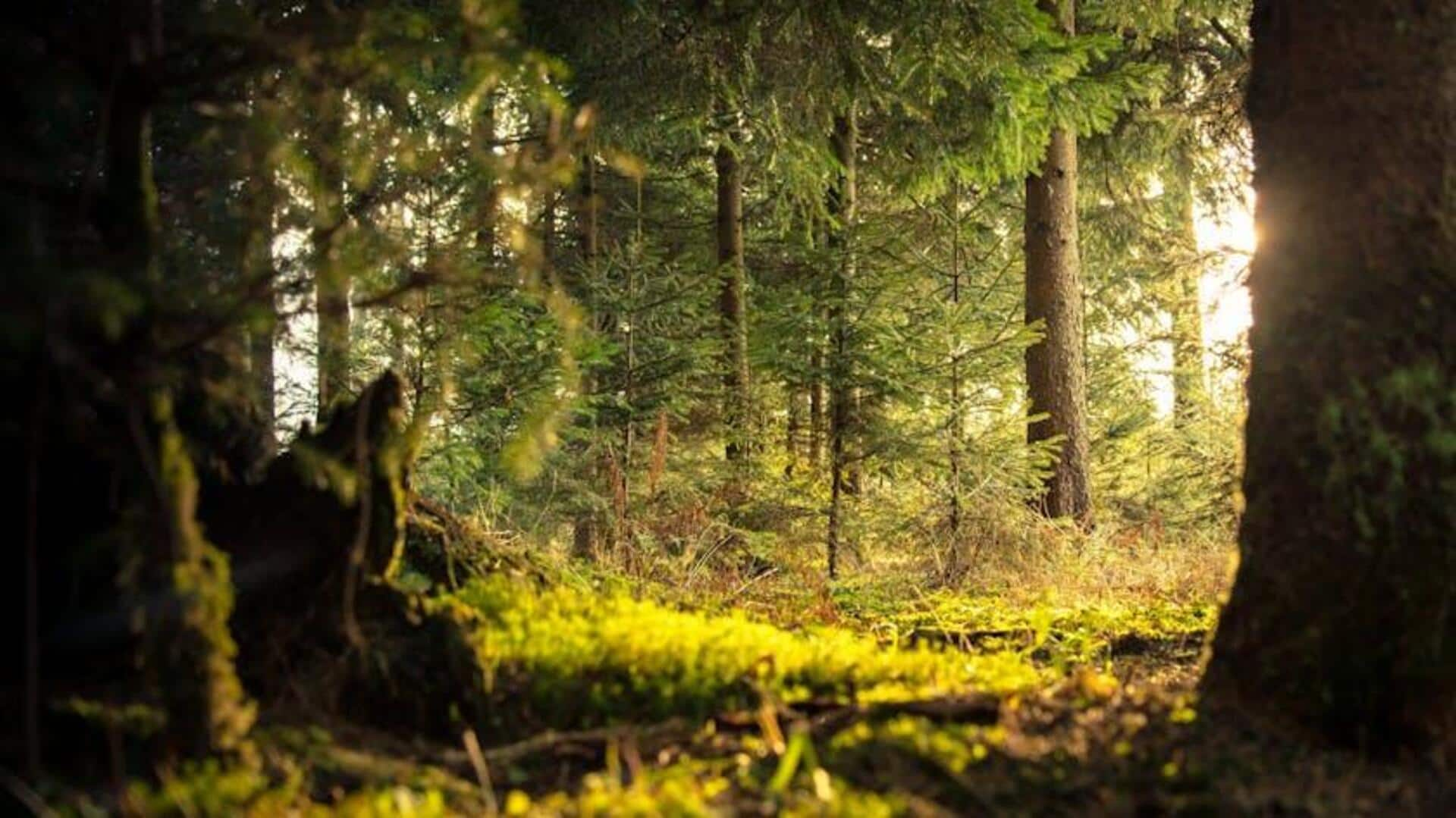 Forest bathing retreats: Immersive nature therapy