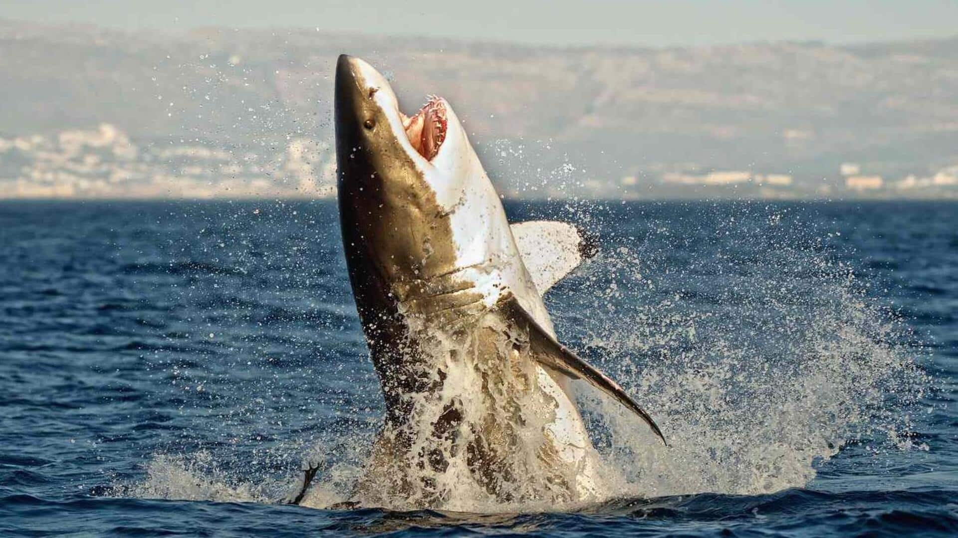 Thrilling shark dives in Gansbaai, South Africa