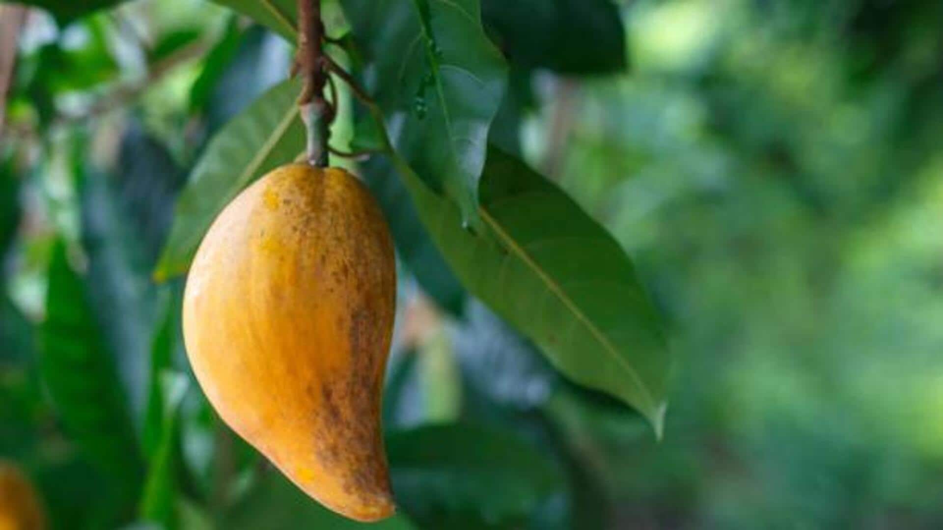 Surprising health benefits of canistel Surprising health benefits of canistel