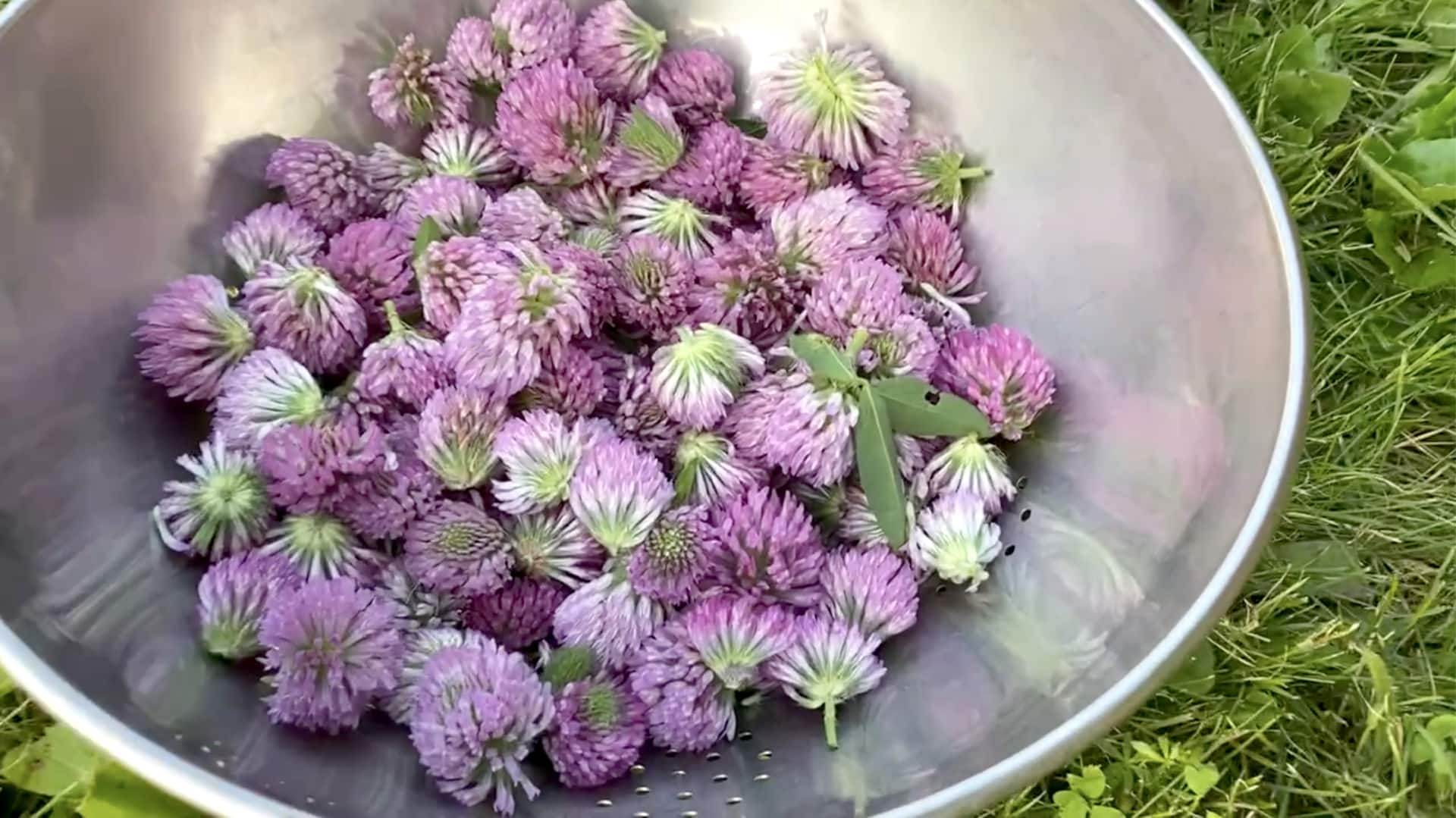 Red clover: A herb you must include in your diet