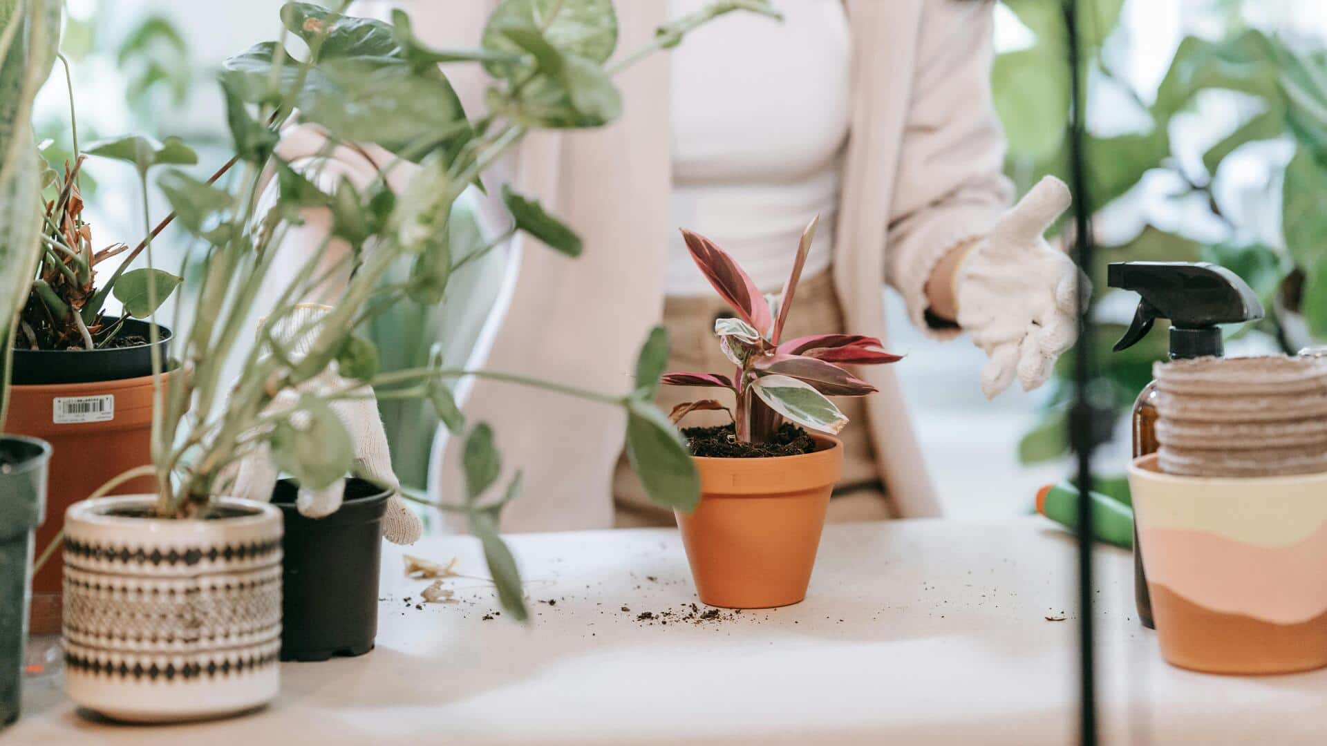How AI apps are making gardening easier than ever