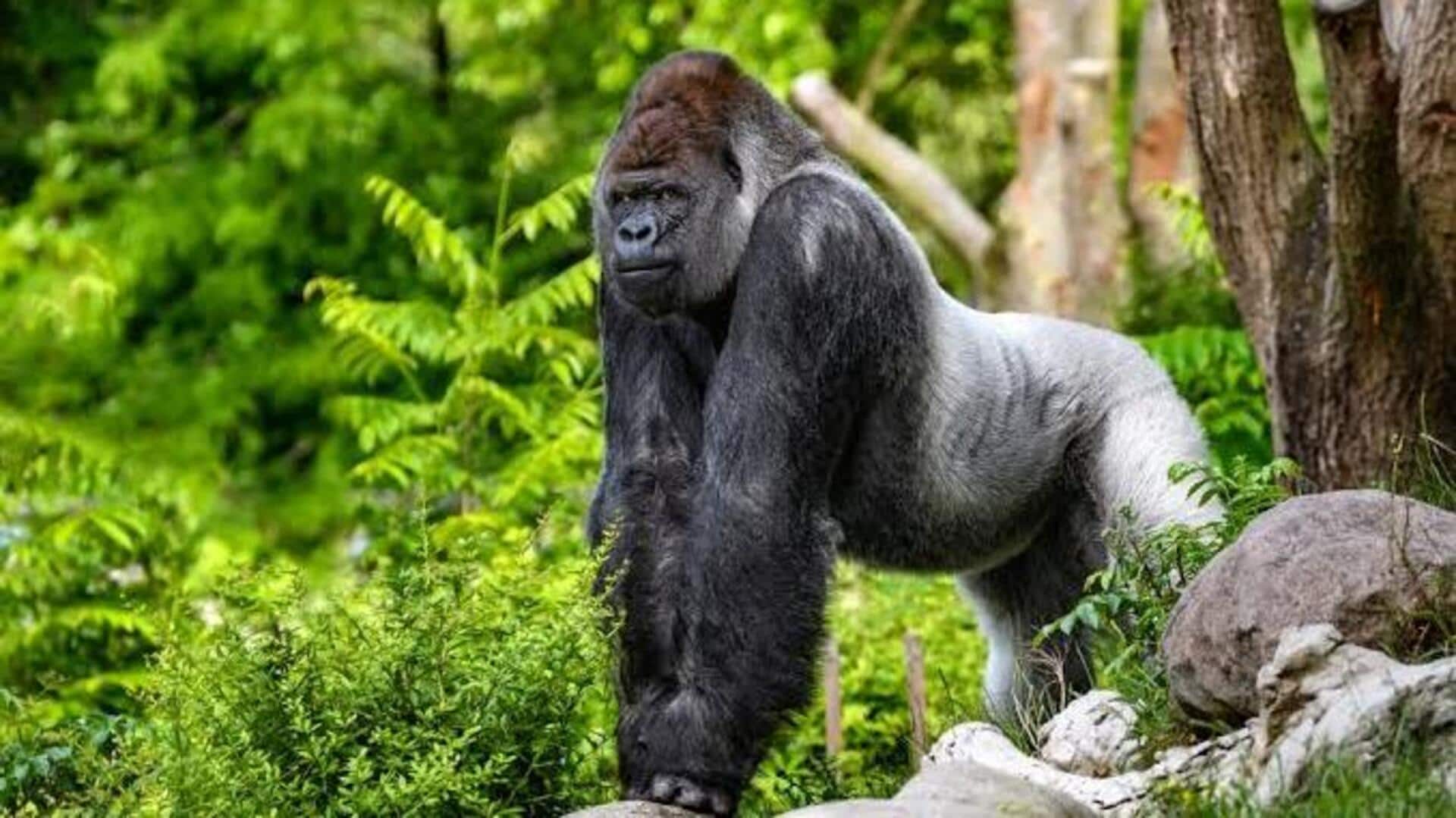 Ivindo National Park in Gabon: A must-visit destination