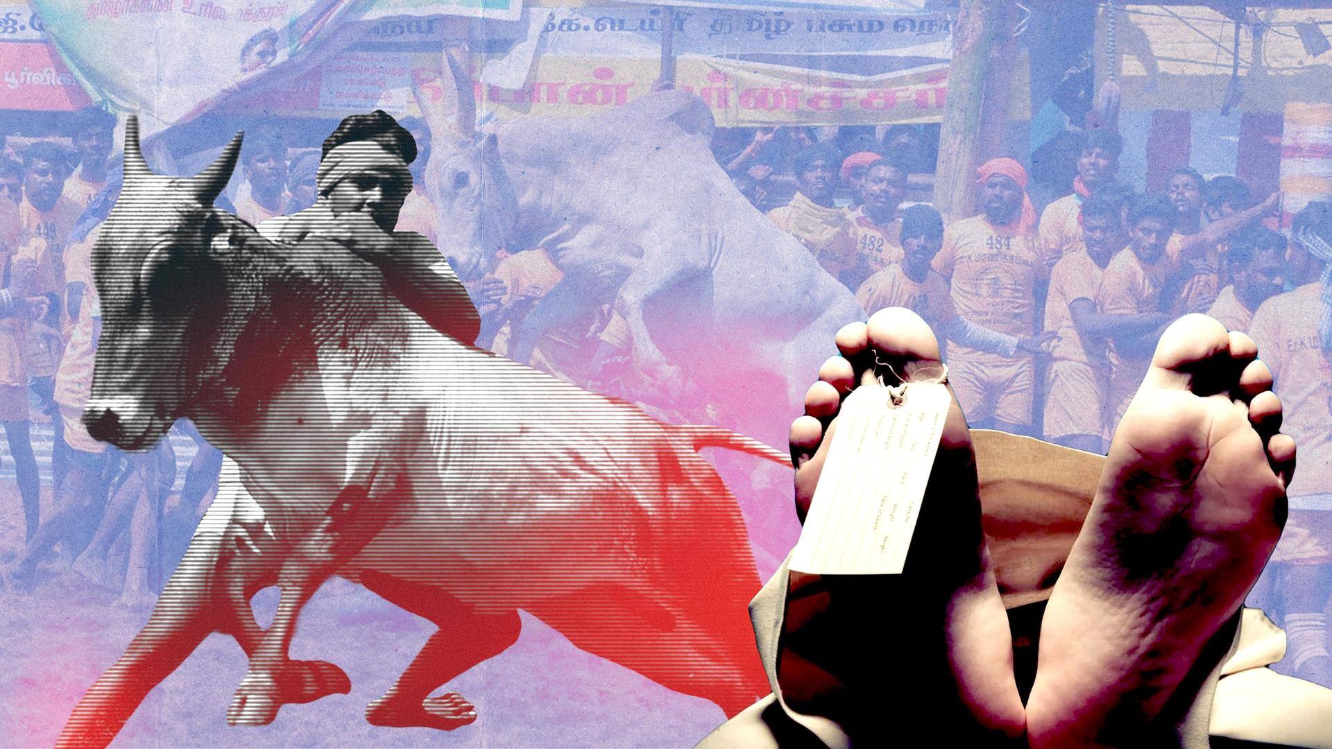 Tamil Nadu: 2 killed, 39 injured in bull-chasing event