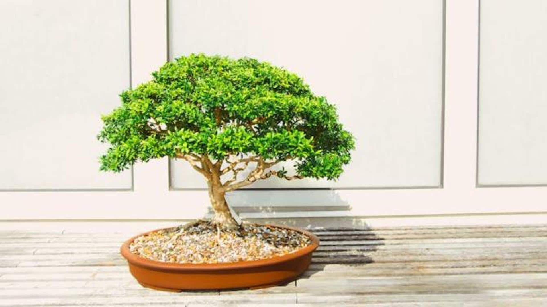 How growing bonsai makes you more patient
