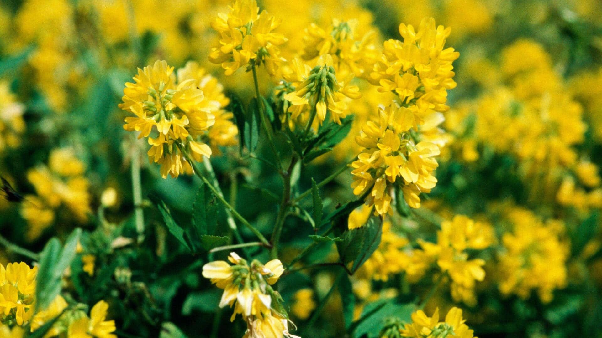 Grow fenugreek at home in 5 simple steps!